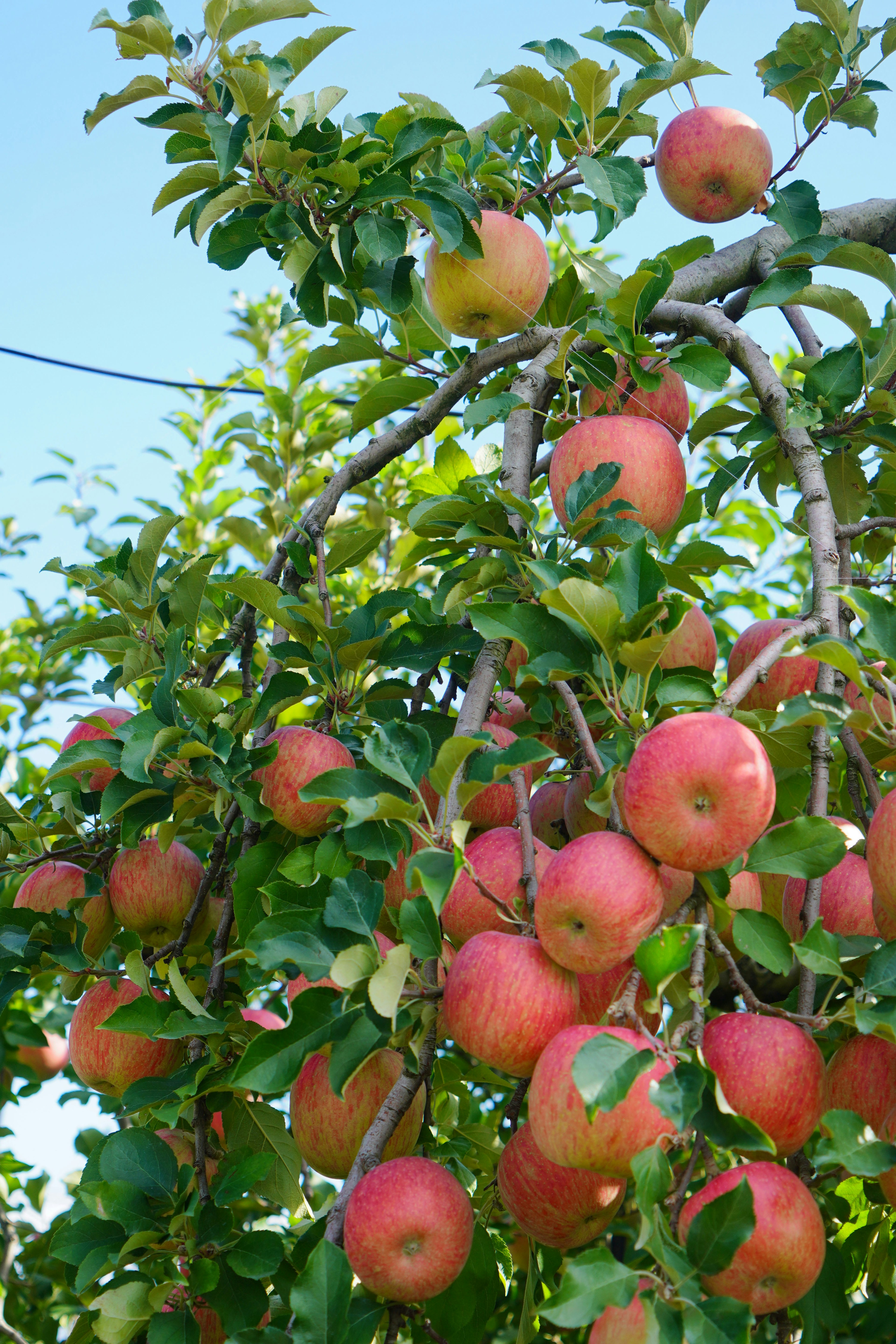 Una rama de manzano cargada de manzanas rojas maduras