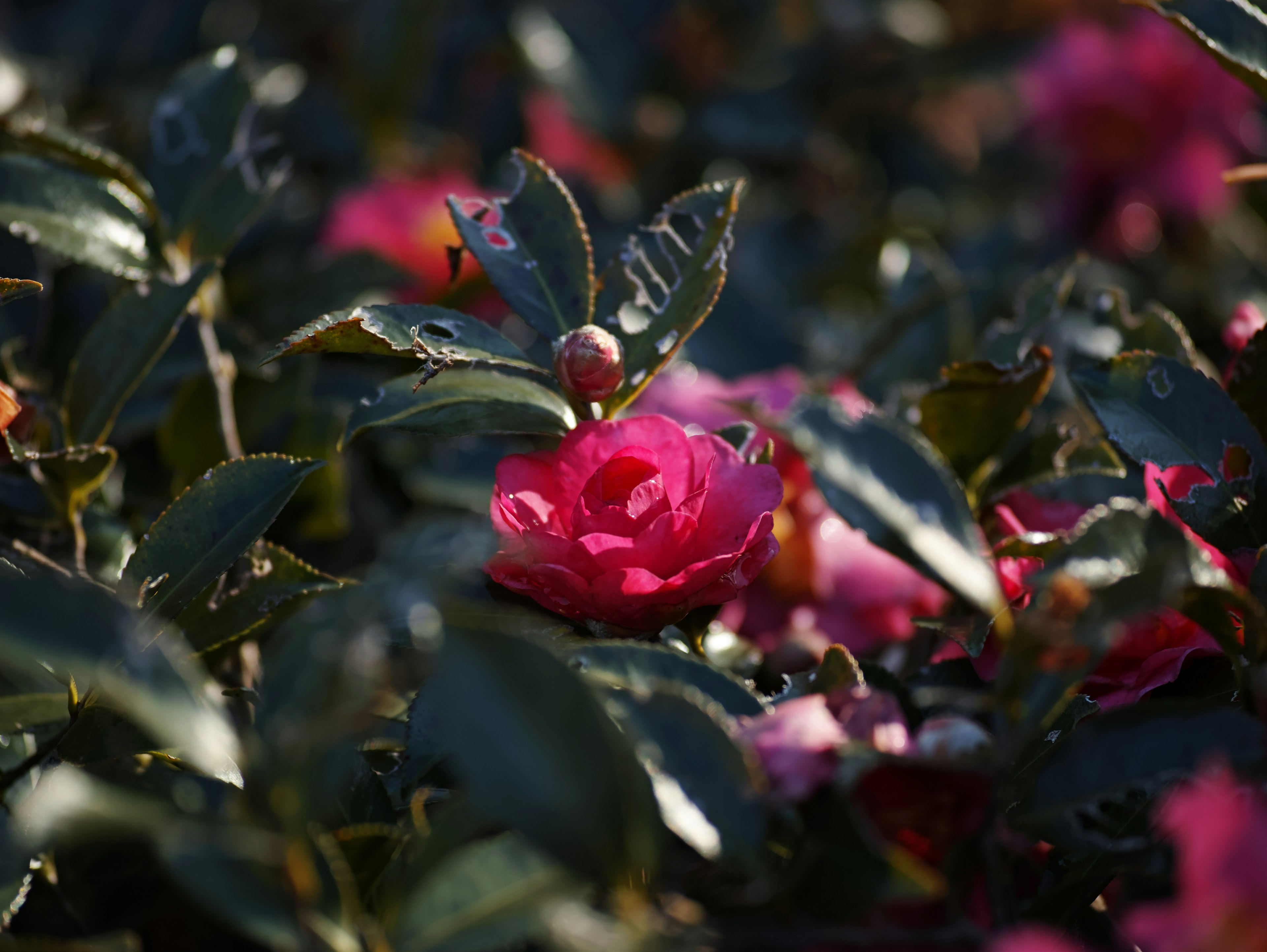 Close-up of camellia flowers with pink petals and green leaves