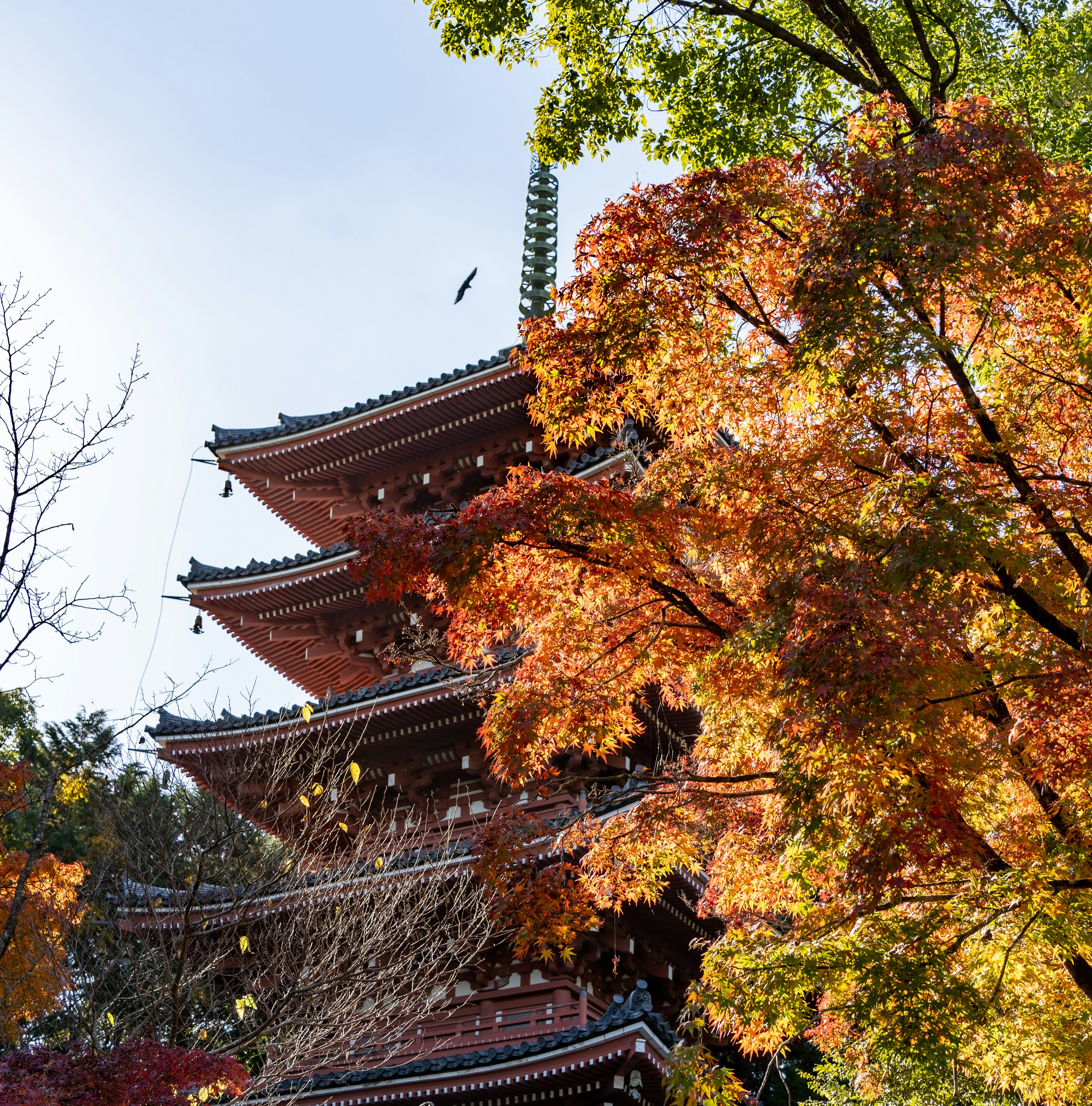 色とりどりの紅葉に囲まれた日本の五重塔の風景