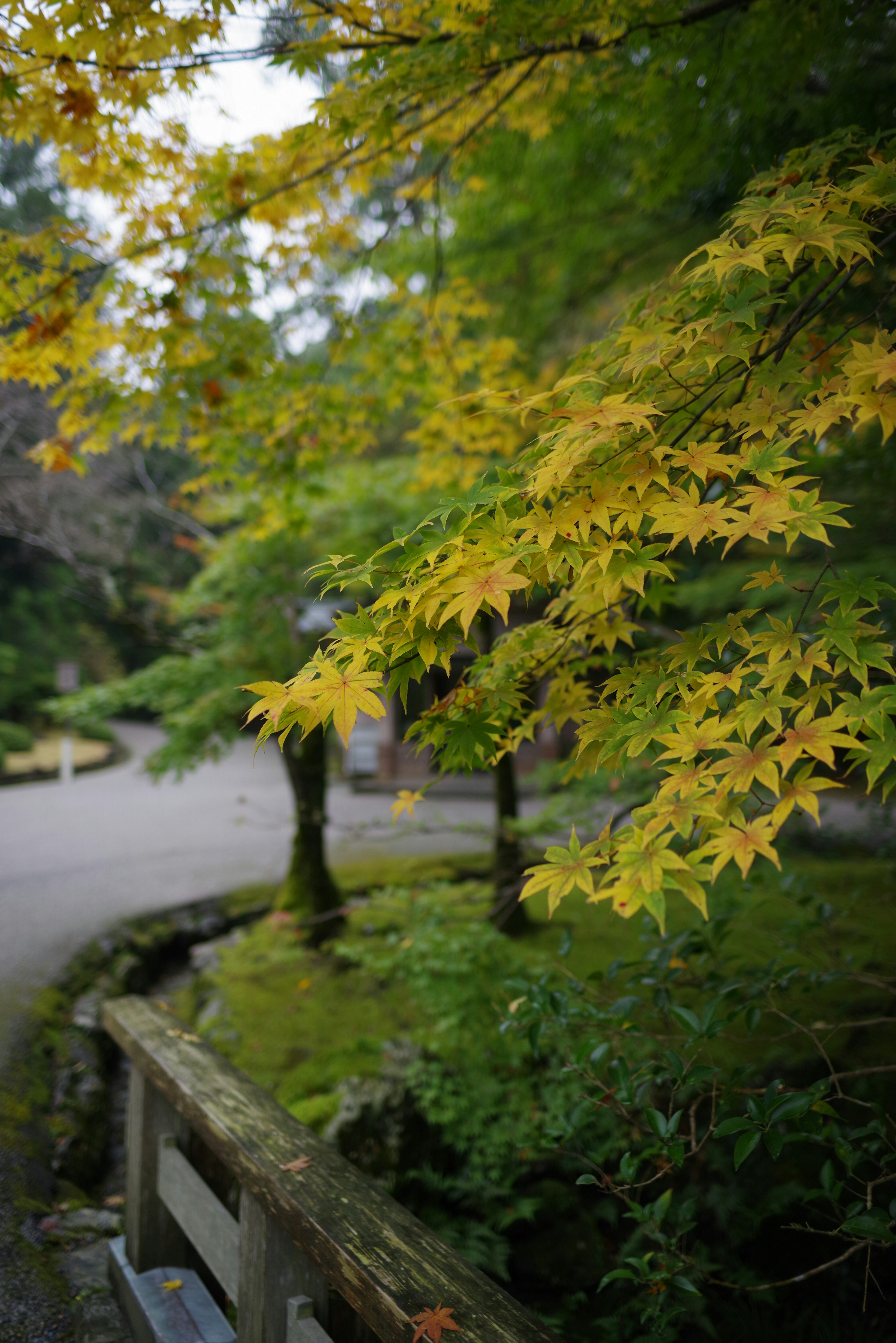 Scène de jardin japonais avec des feuilles vertes et jaunes