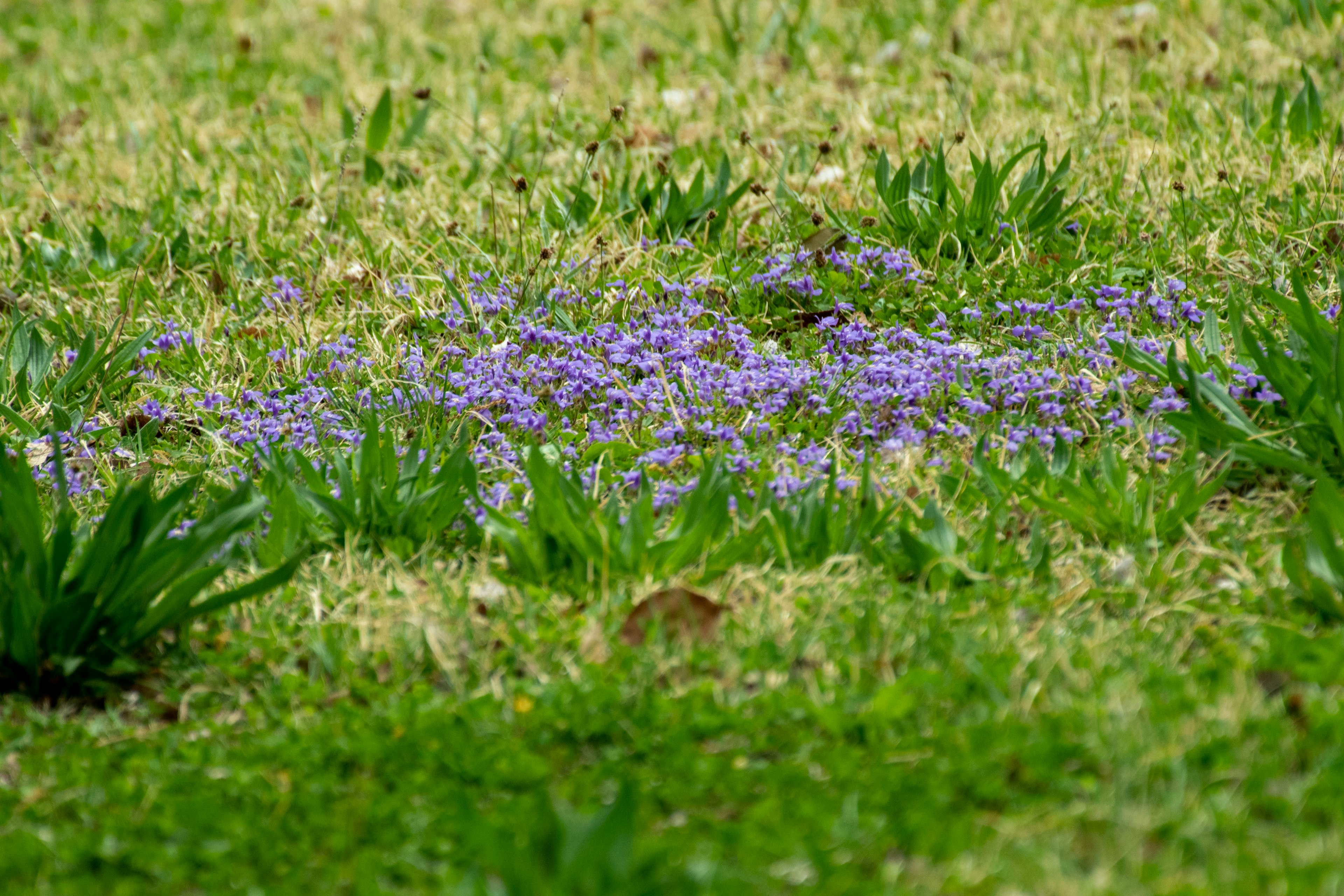 Ansammlung kleiner lila Blumen auf grünem Gras