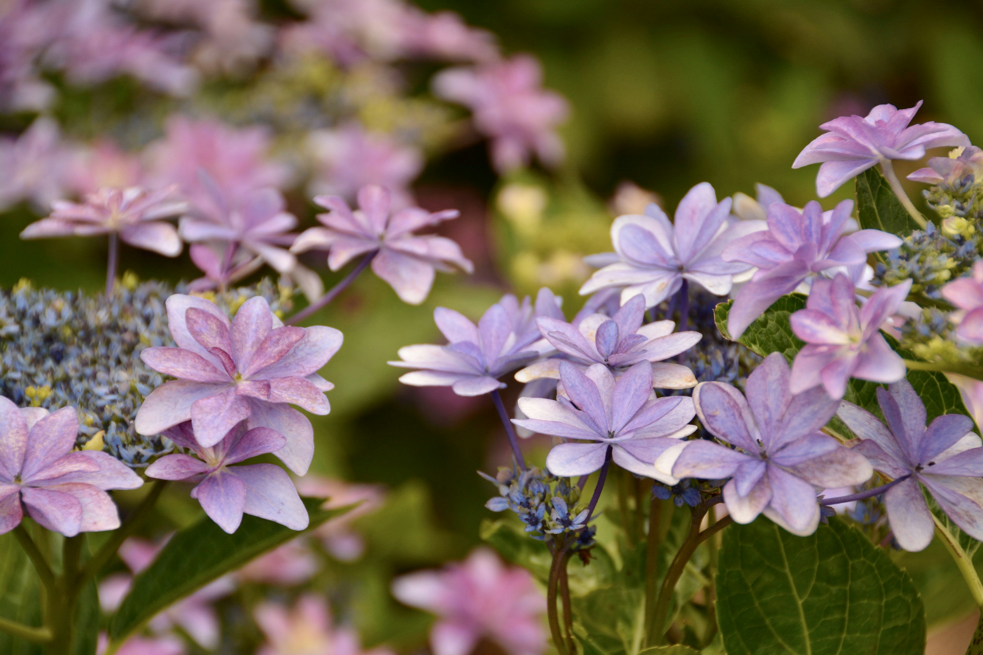 紫色の花が咲くハイドランジアのクローズアップ