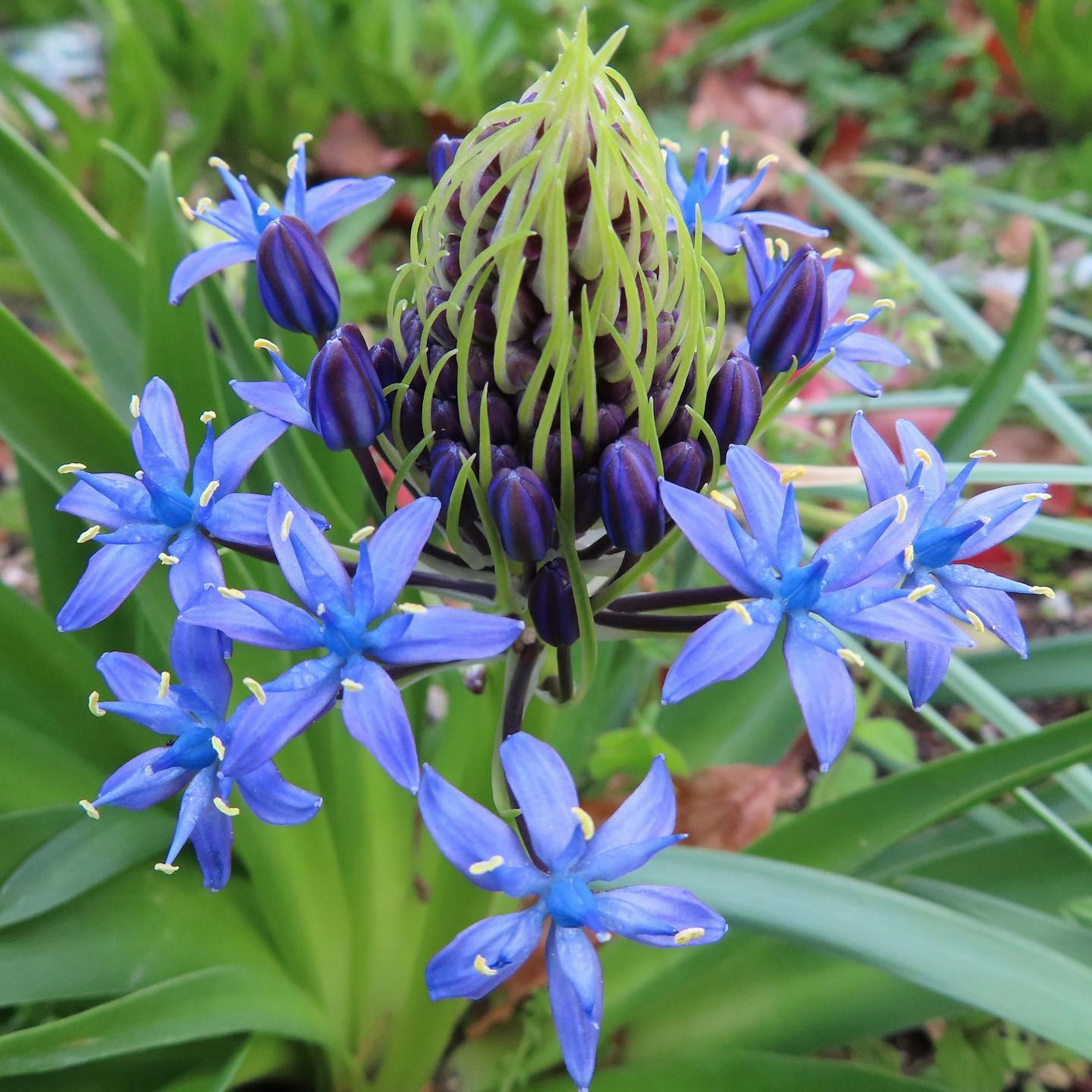 青い花と緑色の蕾を持つ植物のクローズアップ