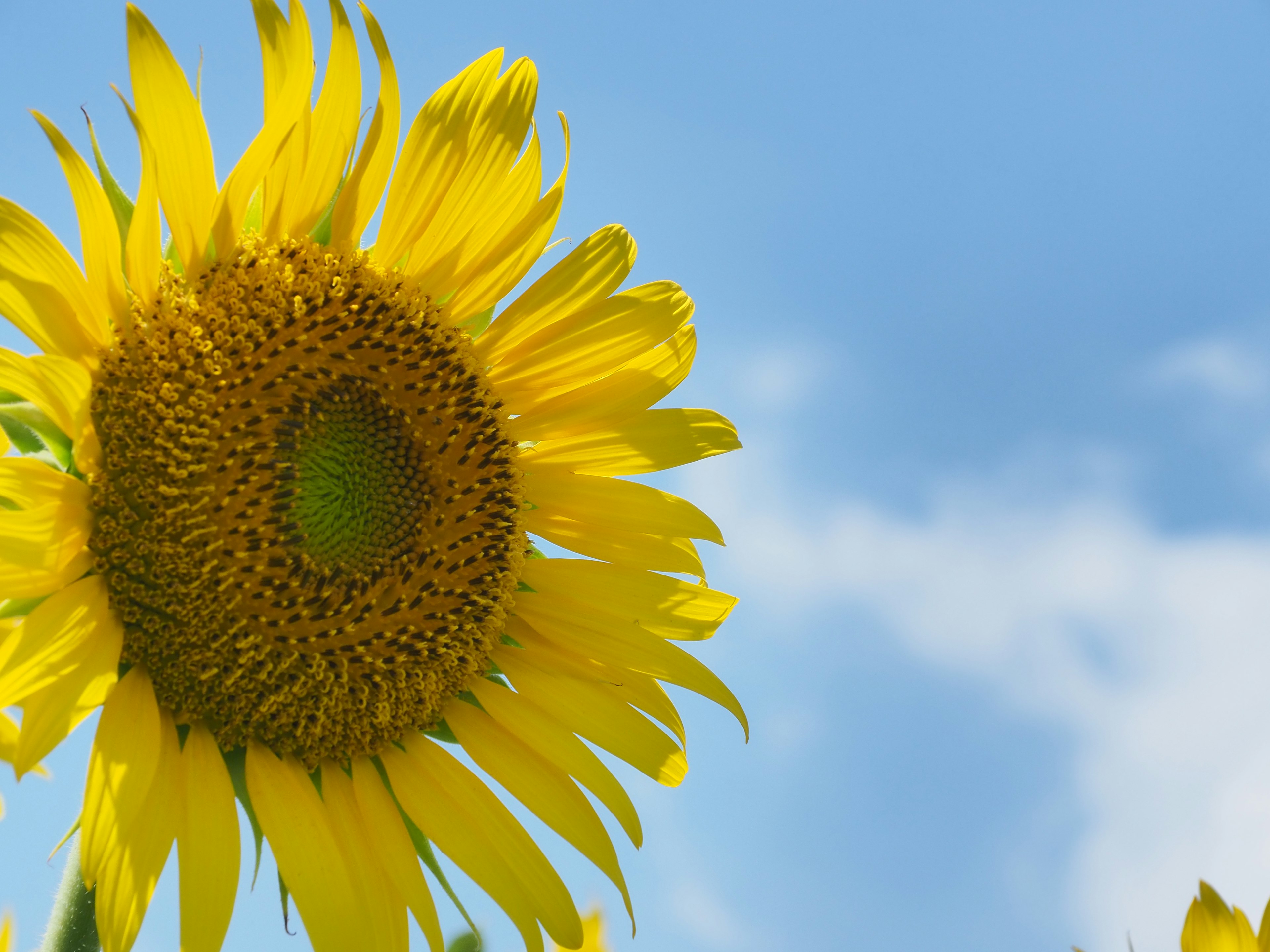 Close-up of a vibrant sunflower against a blue sky