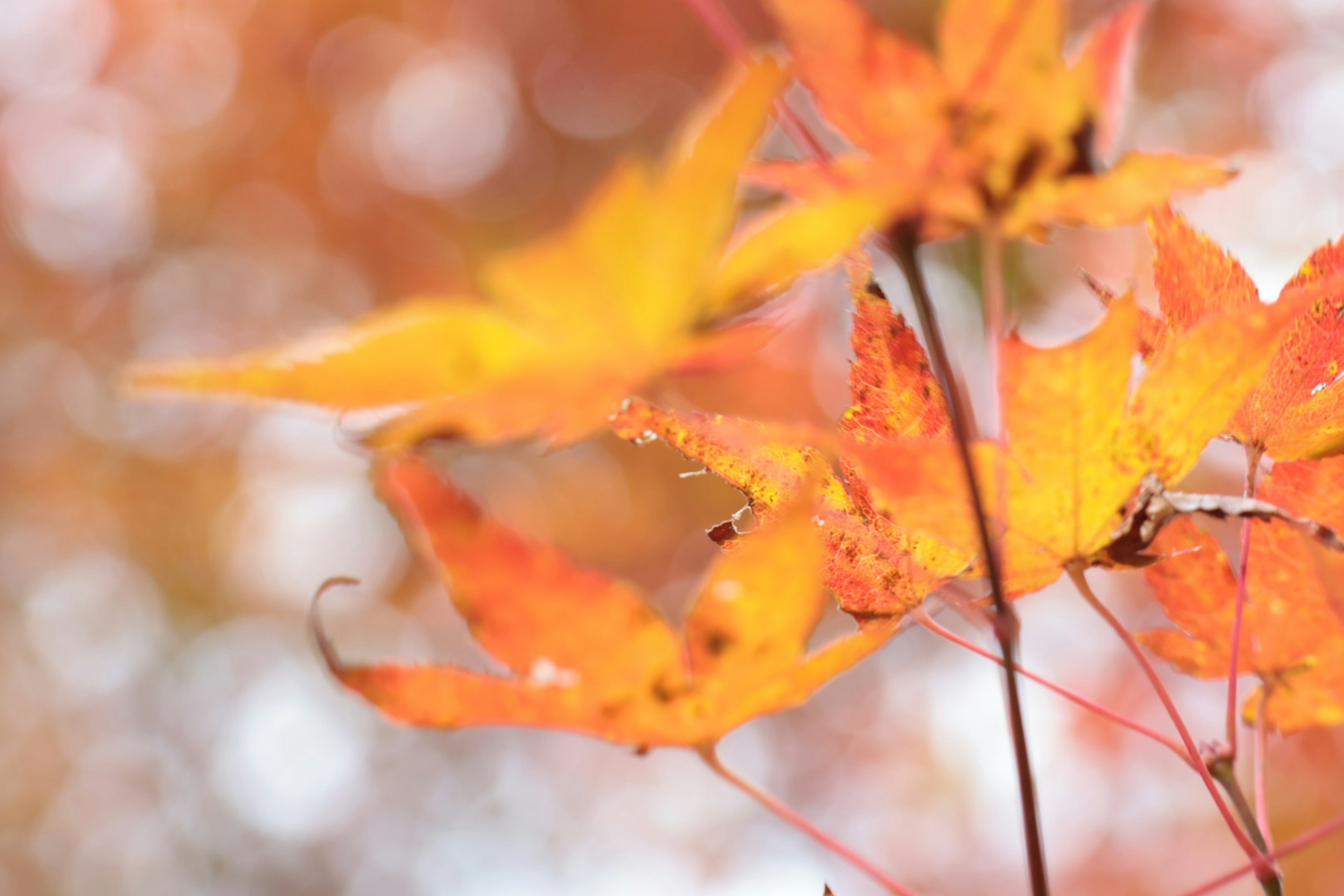 鮮やかなオレンジ色の紅葉の葉がぼかされている背景