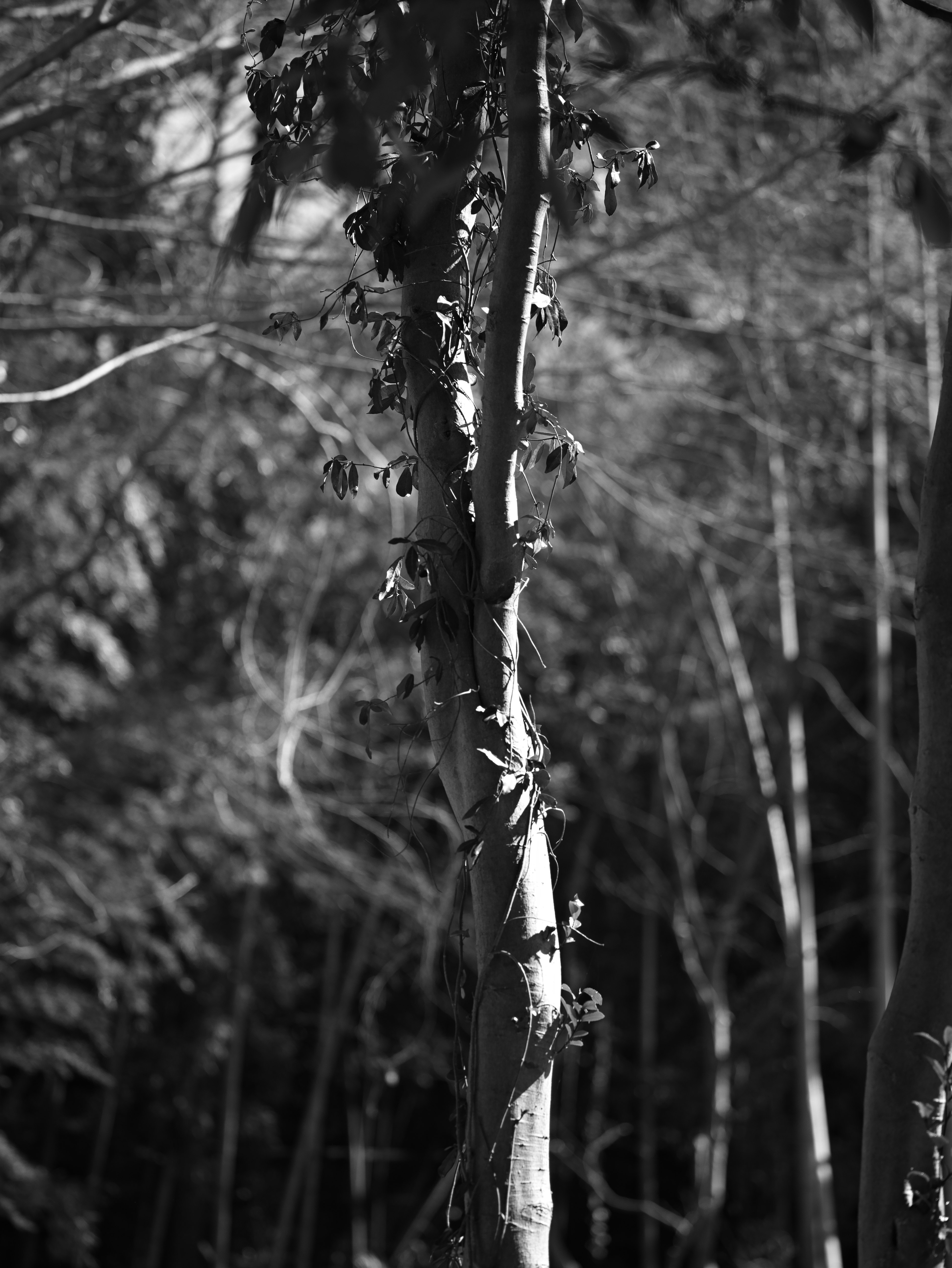 Black and white image of a tree trunk surrounded by bamboo forest