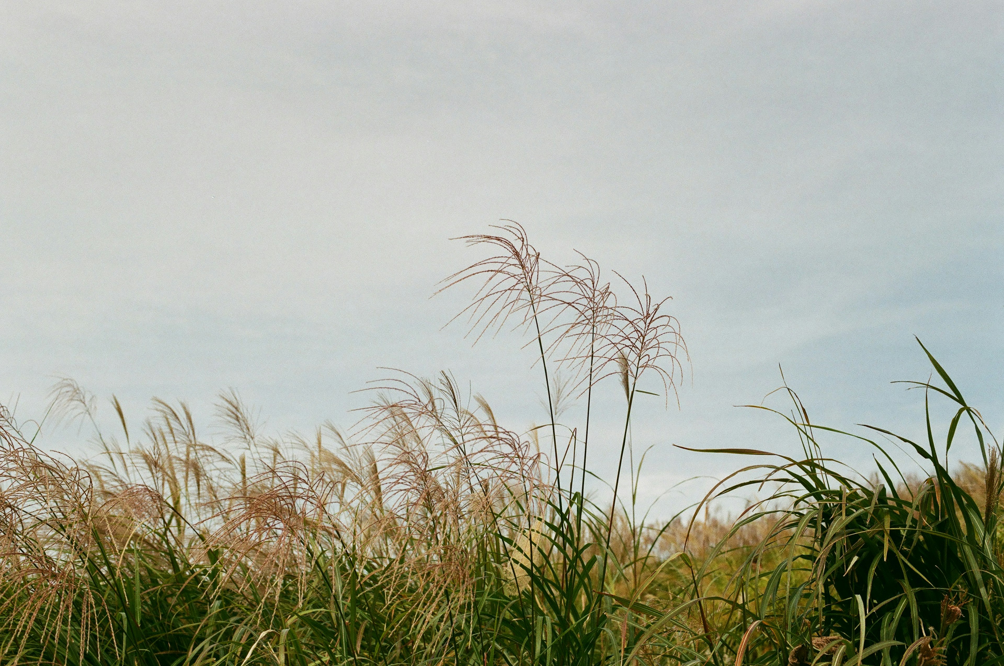 Pampas grass swaying in the wind under a blue sky