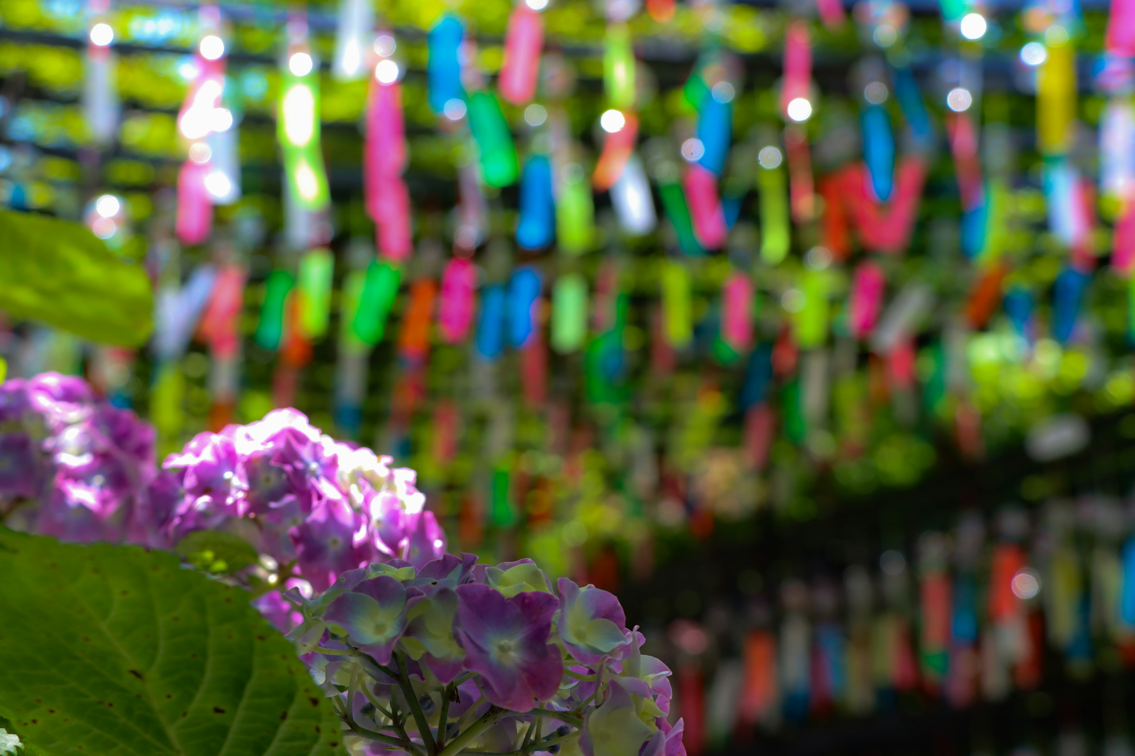 Una bella scena con fiori viola in primo piano e clip colorate appese sullo sfondo