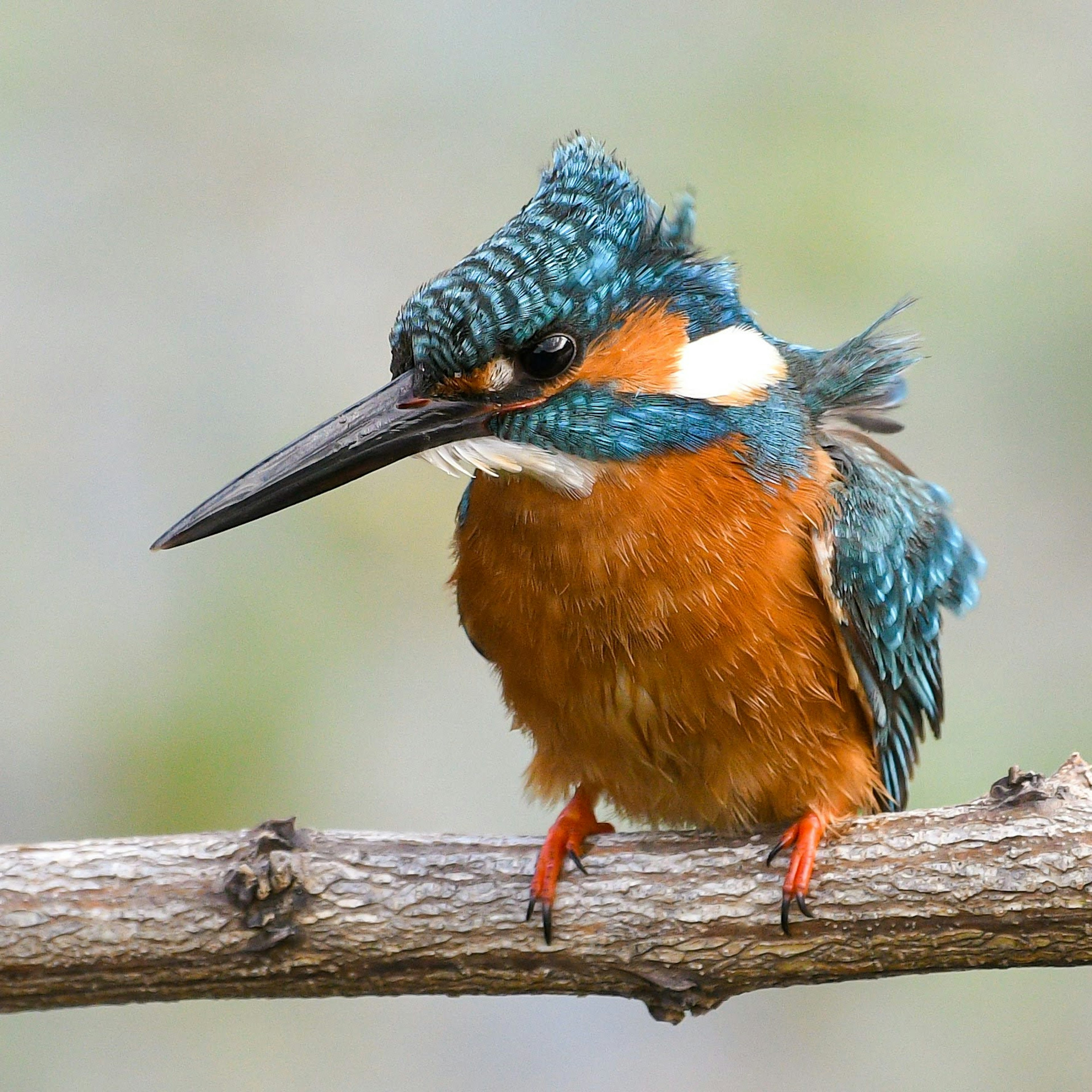 A kingfisher with a blue head perched on a branch