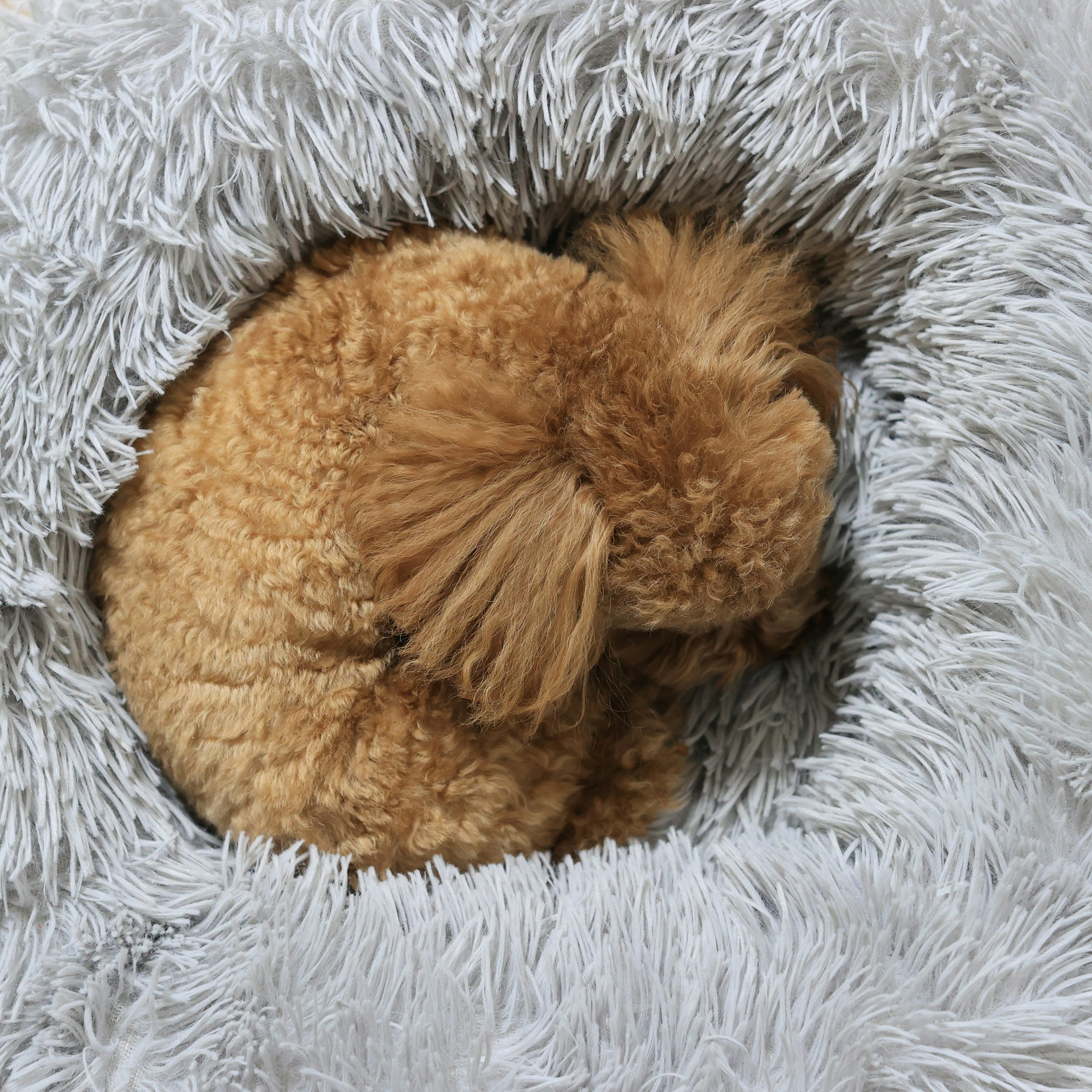 Brown dog curled up in a fluffy gray bed