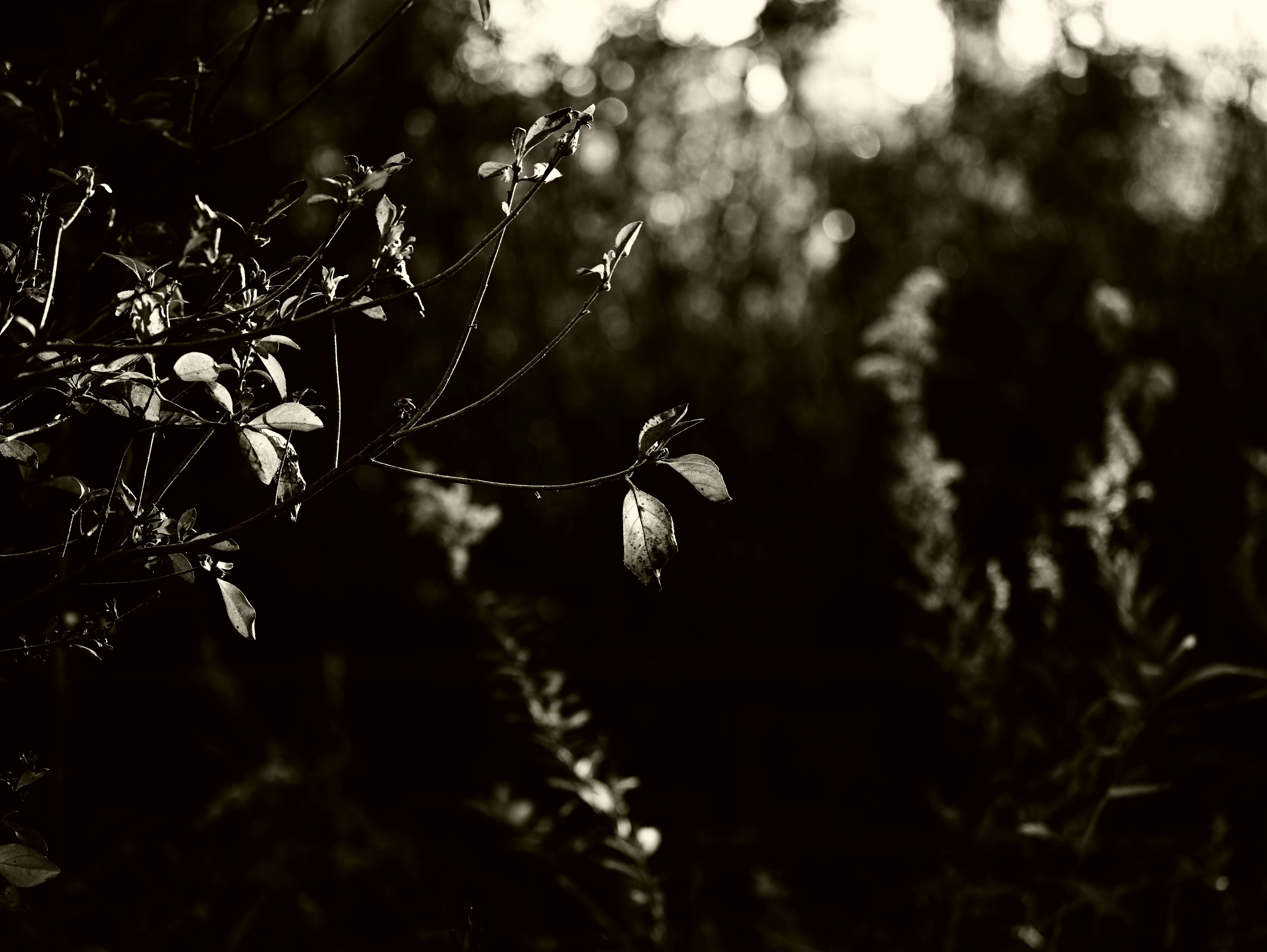 Bourgeons de fleurs blanches émergeant sur un fond sombre