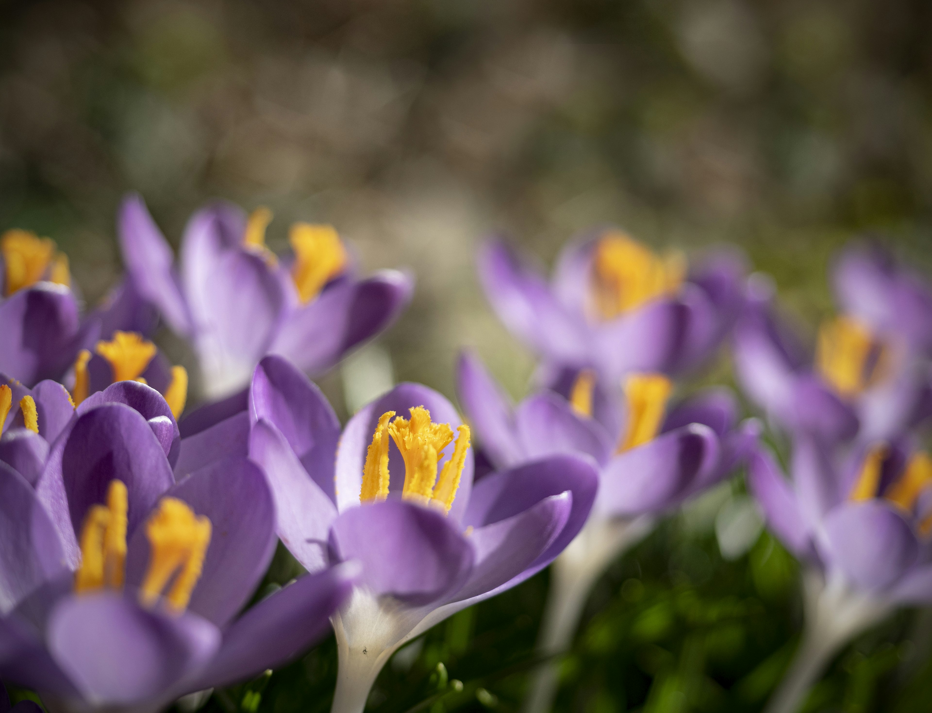 Beautiful scene of blooming purple crocus flowers