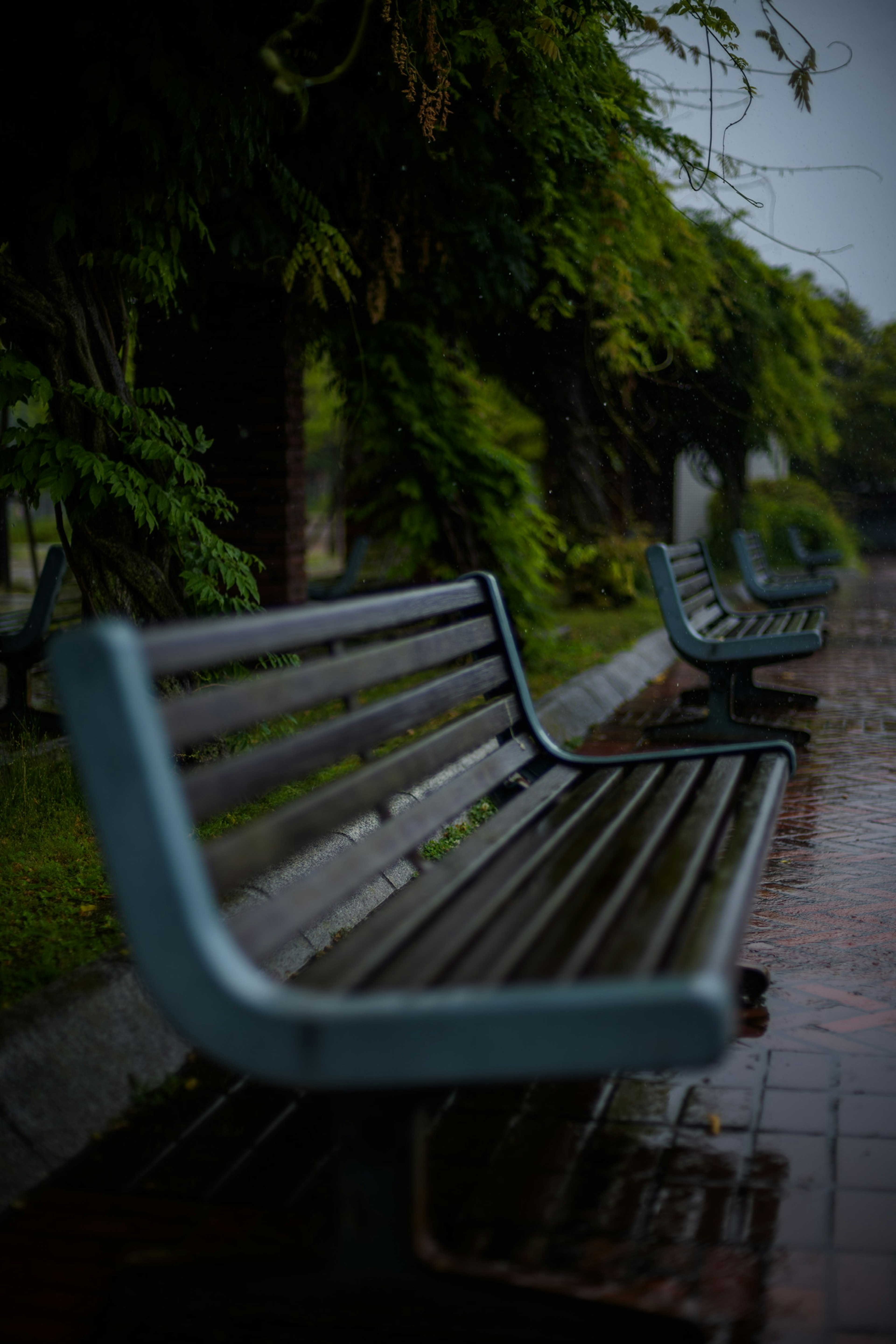 Empty park benches lined along a wet path surrounded by greenery