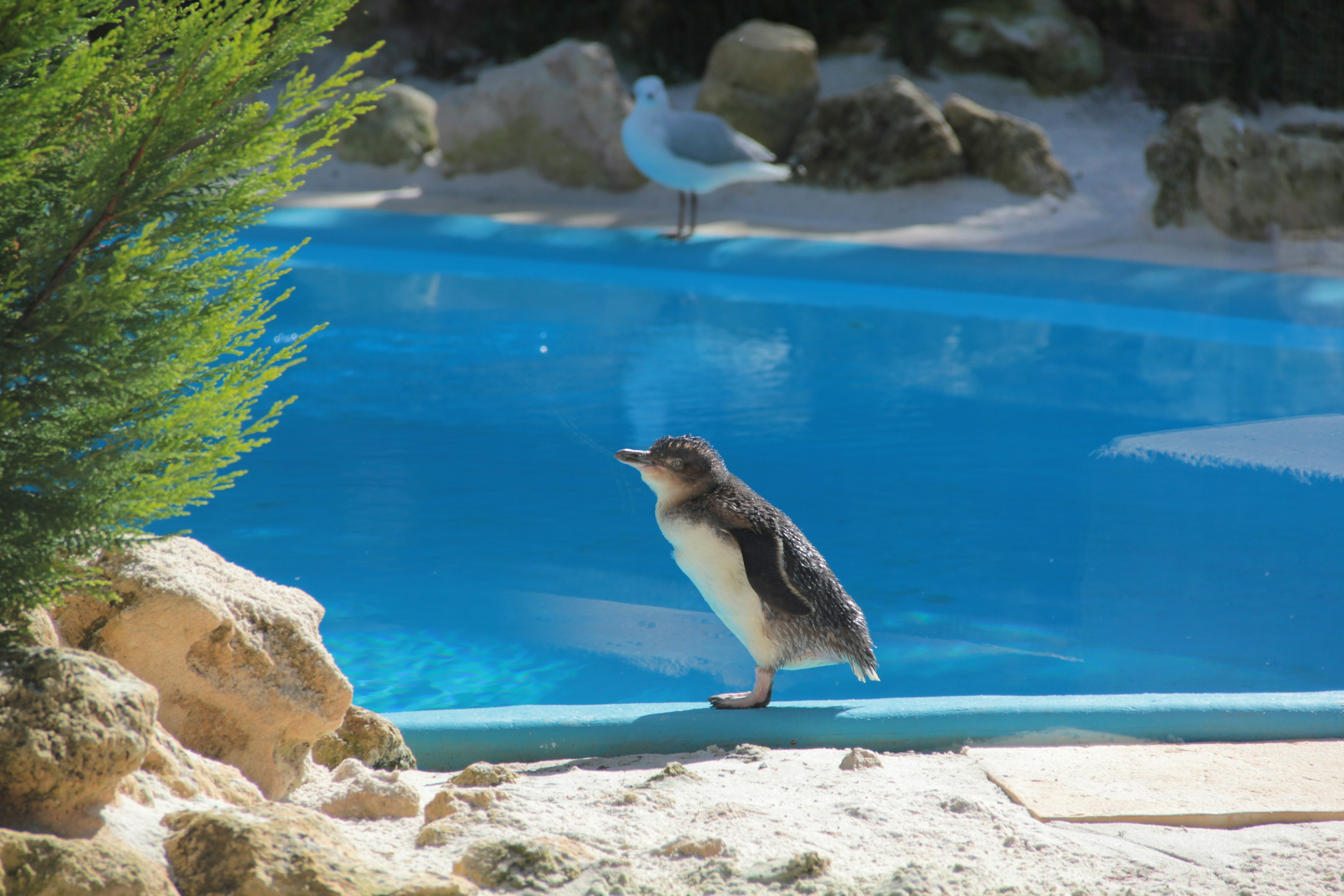 Ein junger Pinguin steht neben einem blauen Pool mit Felsen und Pflanzen im Hintergrund