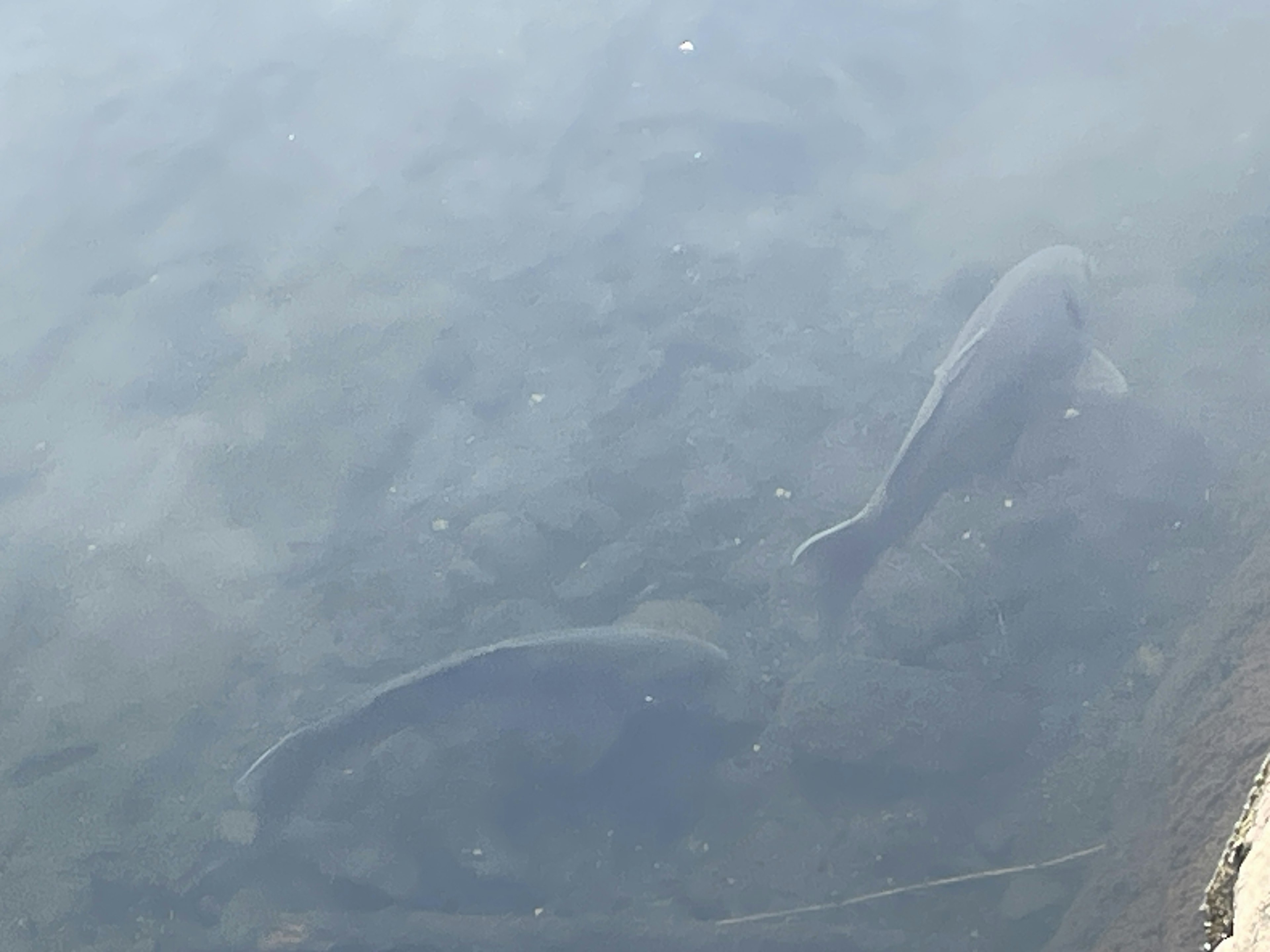 水中にいる二匹の魚が見える透明な水面