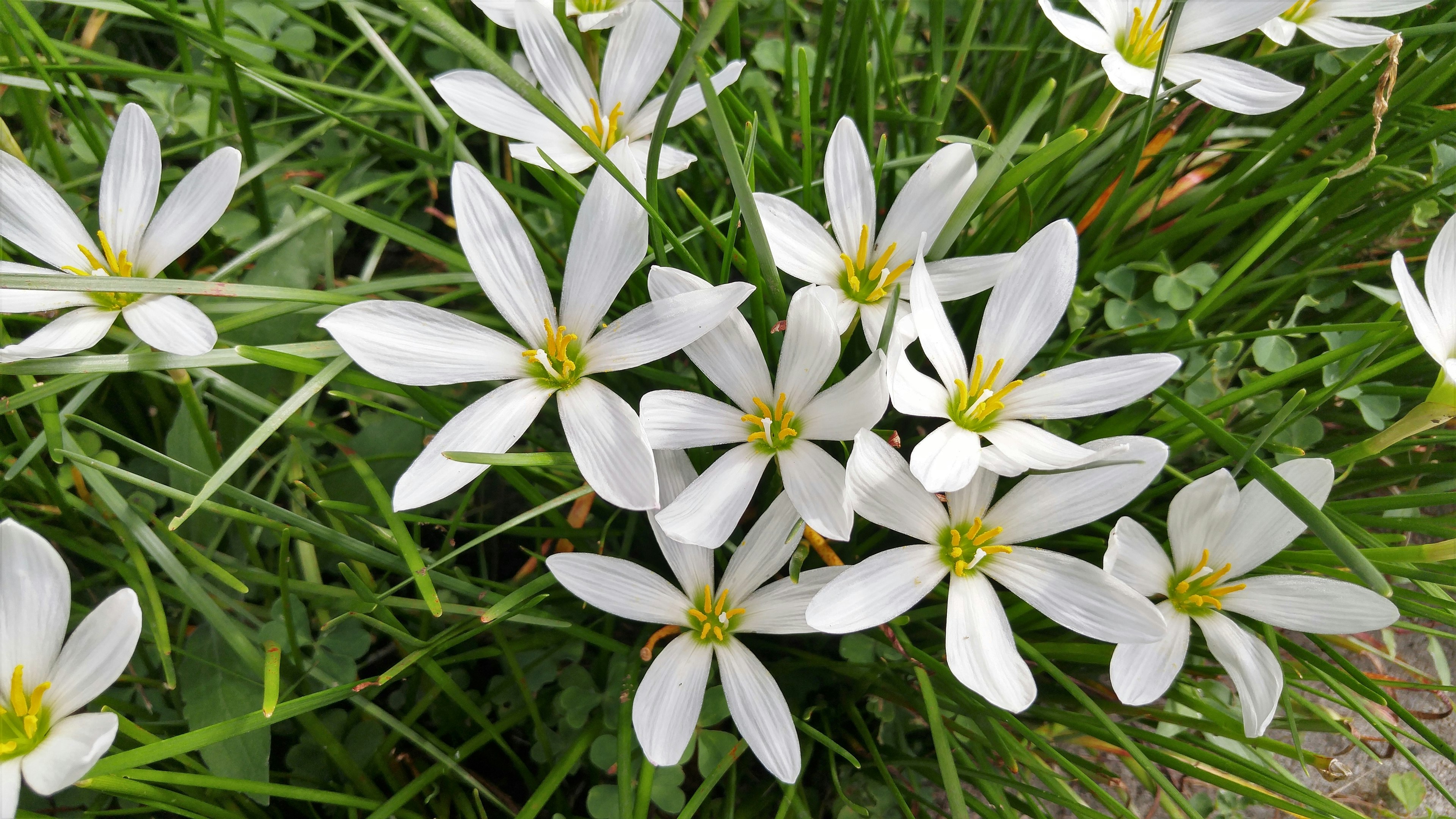 Cluster of white flowers with yellow centers surrounded by green grass