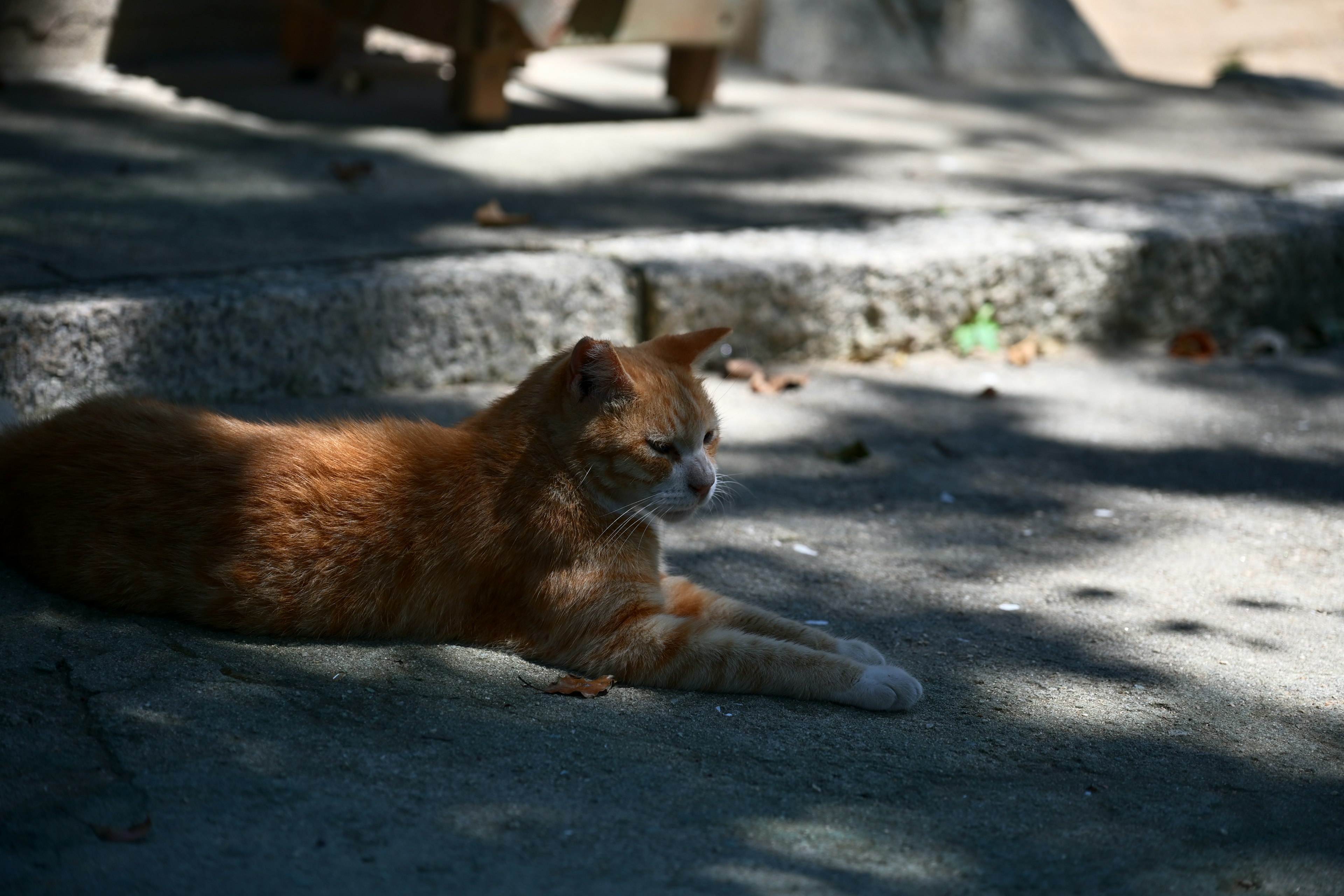 Eine orange Katze, die sich in der Sonne auf einer Steinoberfläche ausruht