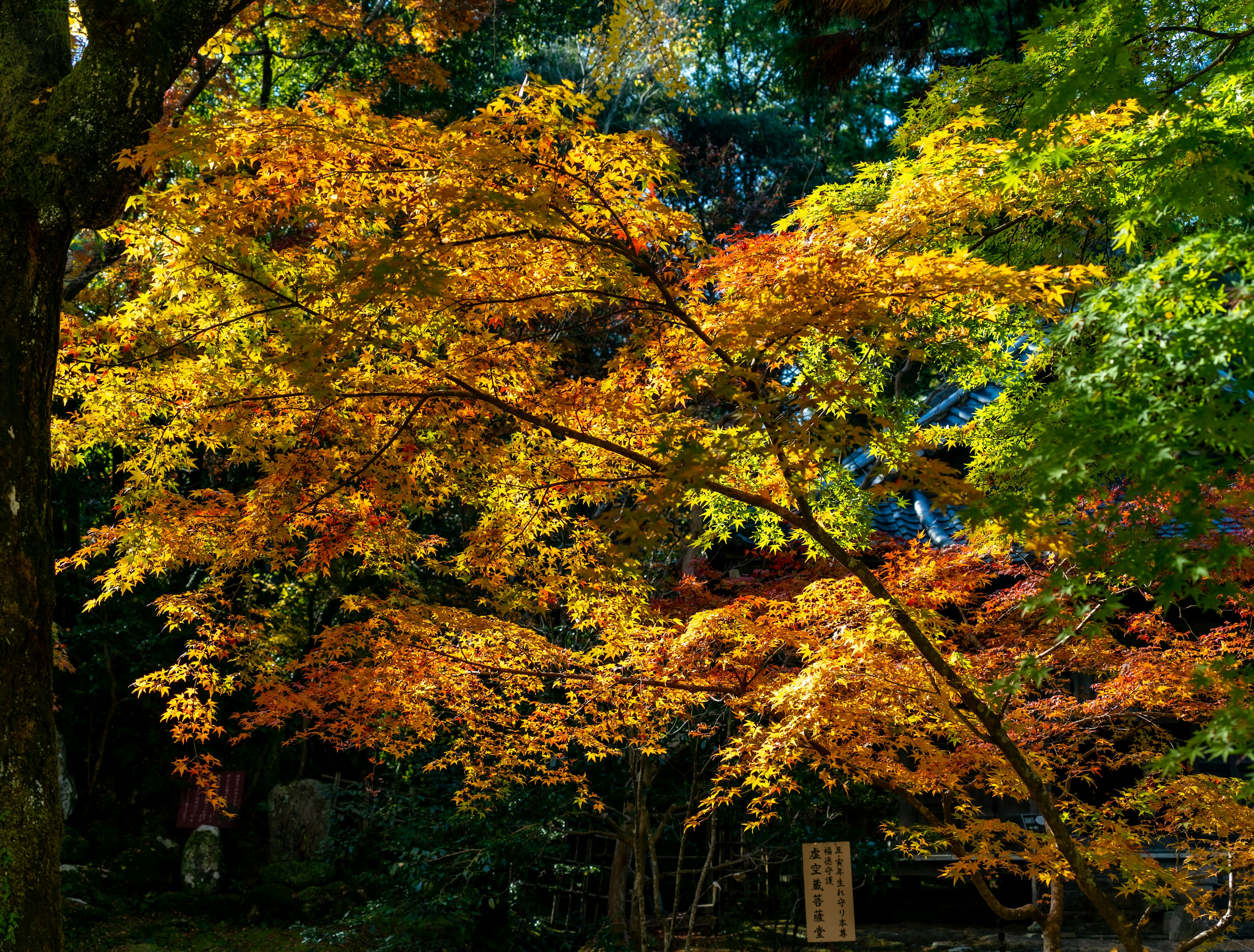 Feuillage d'automne vibrant montrant des nuances de jaune et d'orange