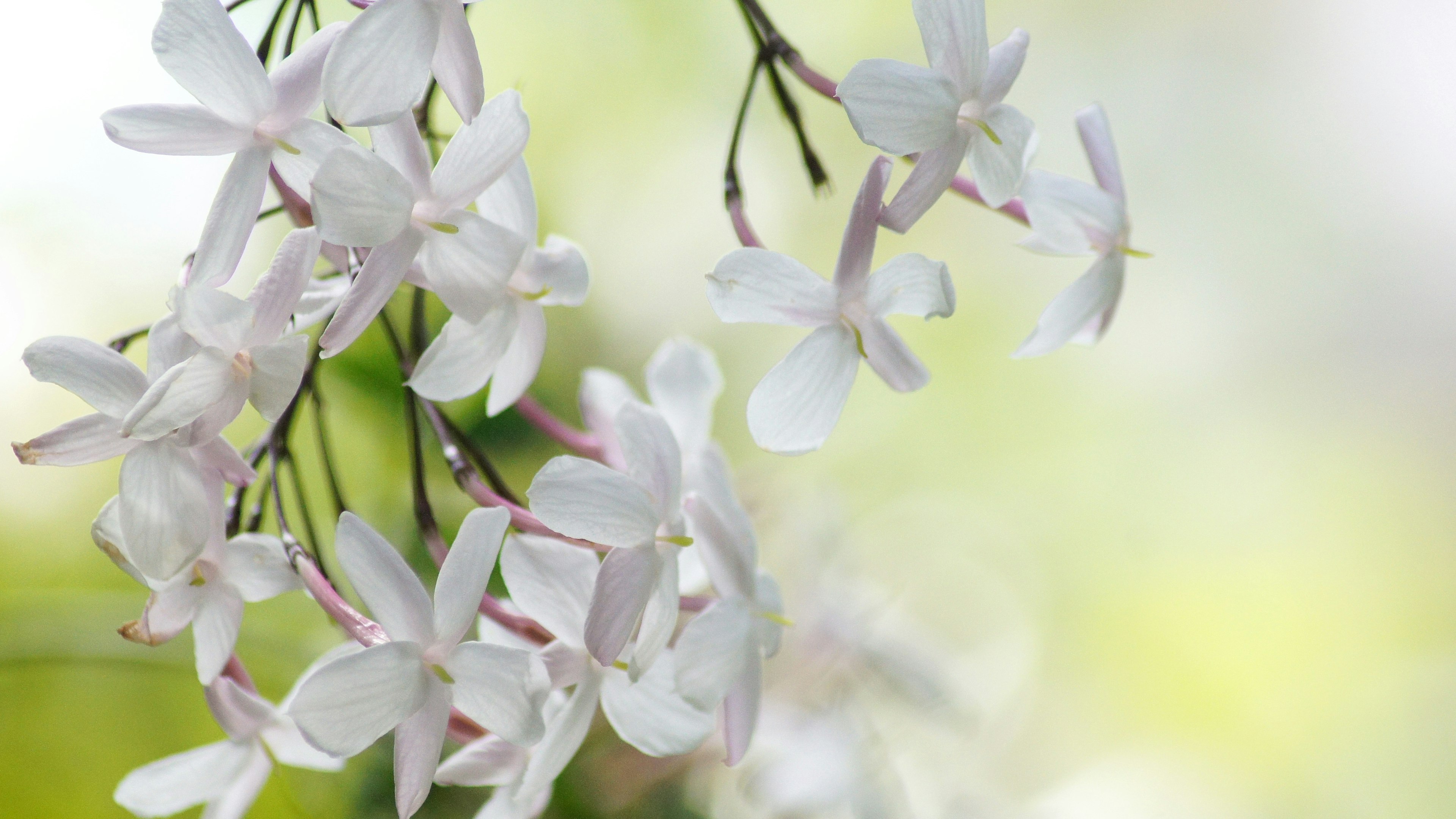 Primo piano di fiori bianchi che sbocciano su un ramo