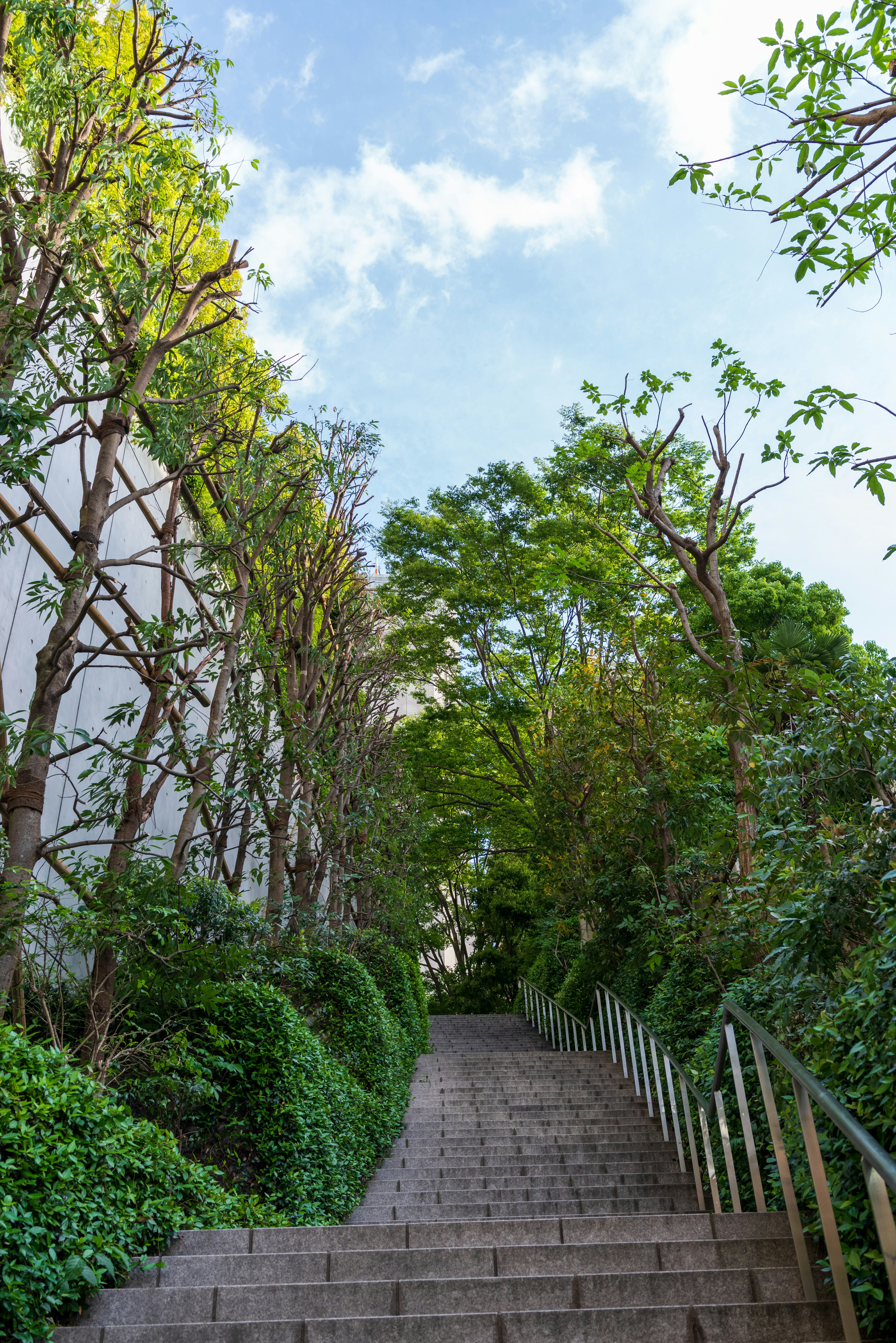 Escalier entouré de verdure et d'arbres