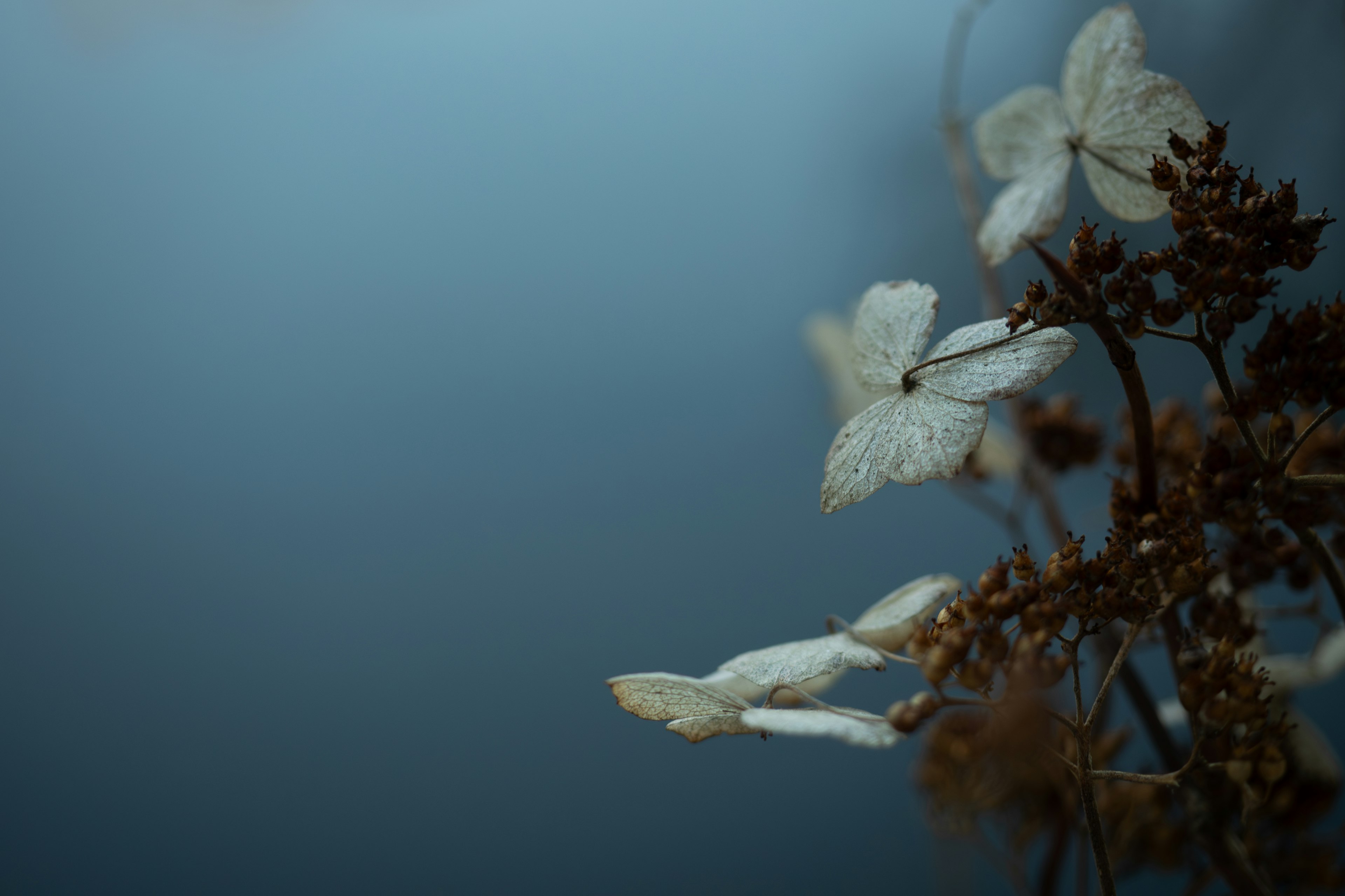 Scena calma con fiori bianchi su sfondo blu