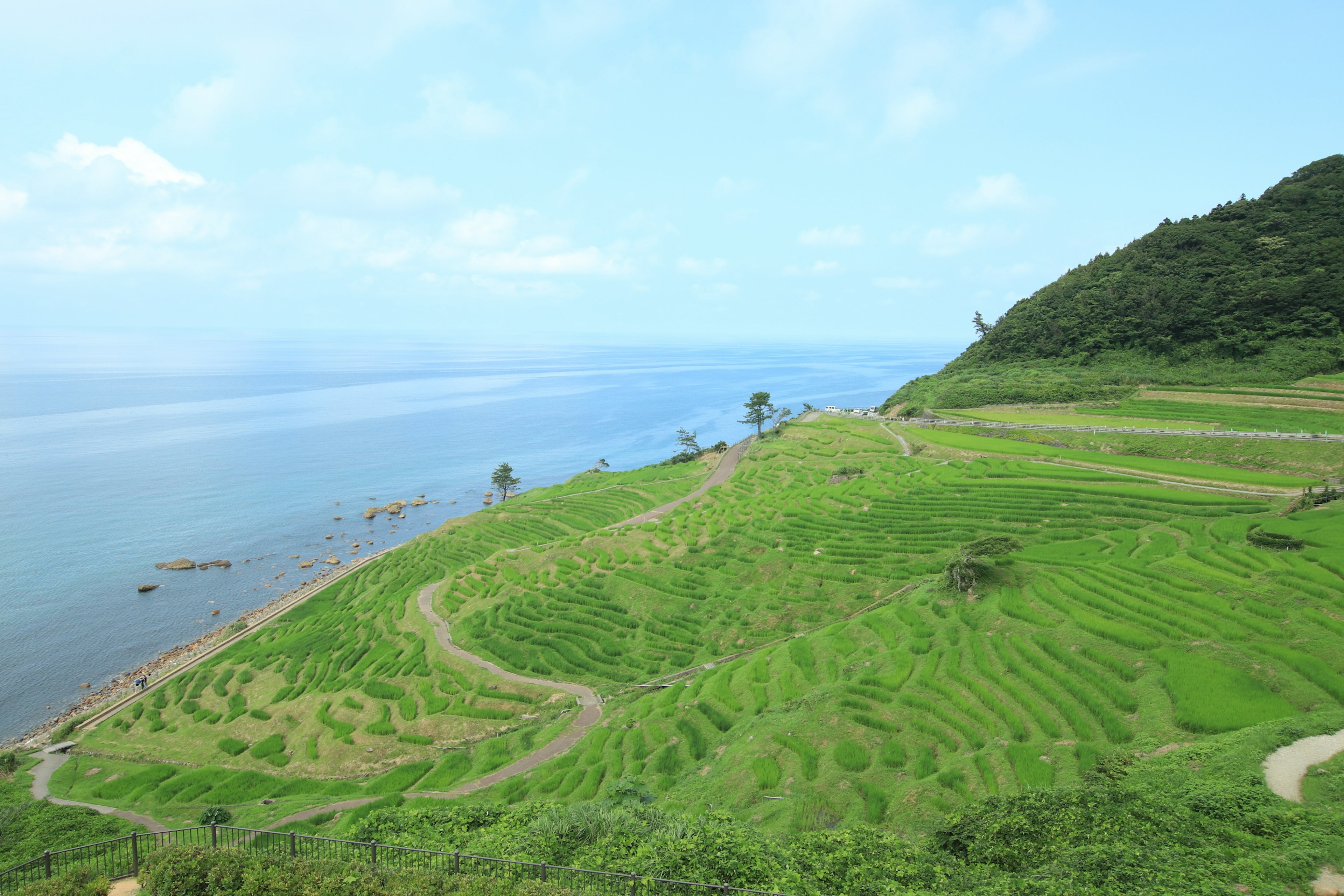 Pemandangan indah dari sawah teras dan laut biru