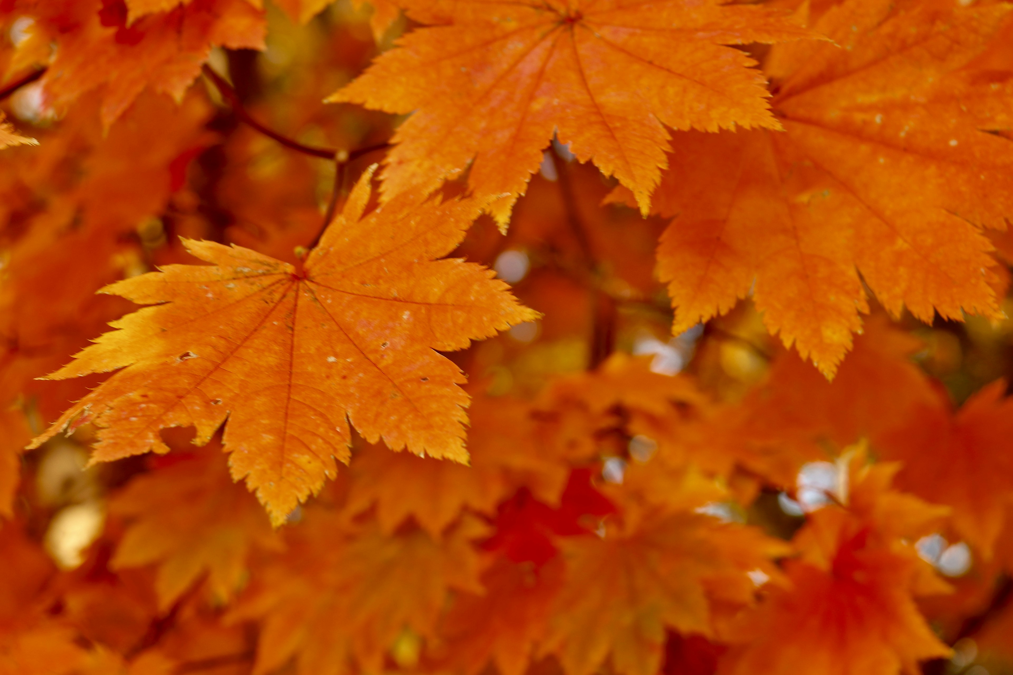 Vibrant orange maple leaves overlapping each other