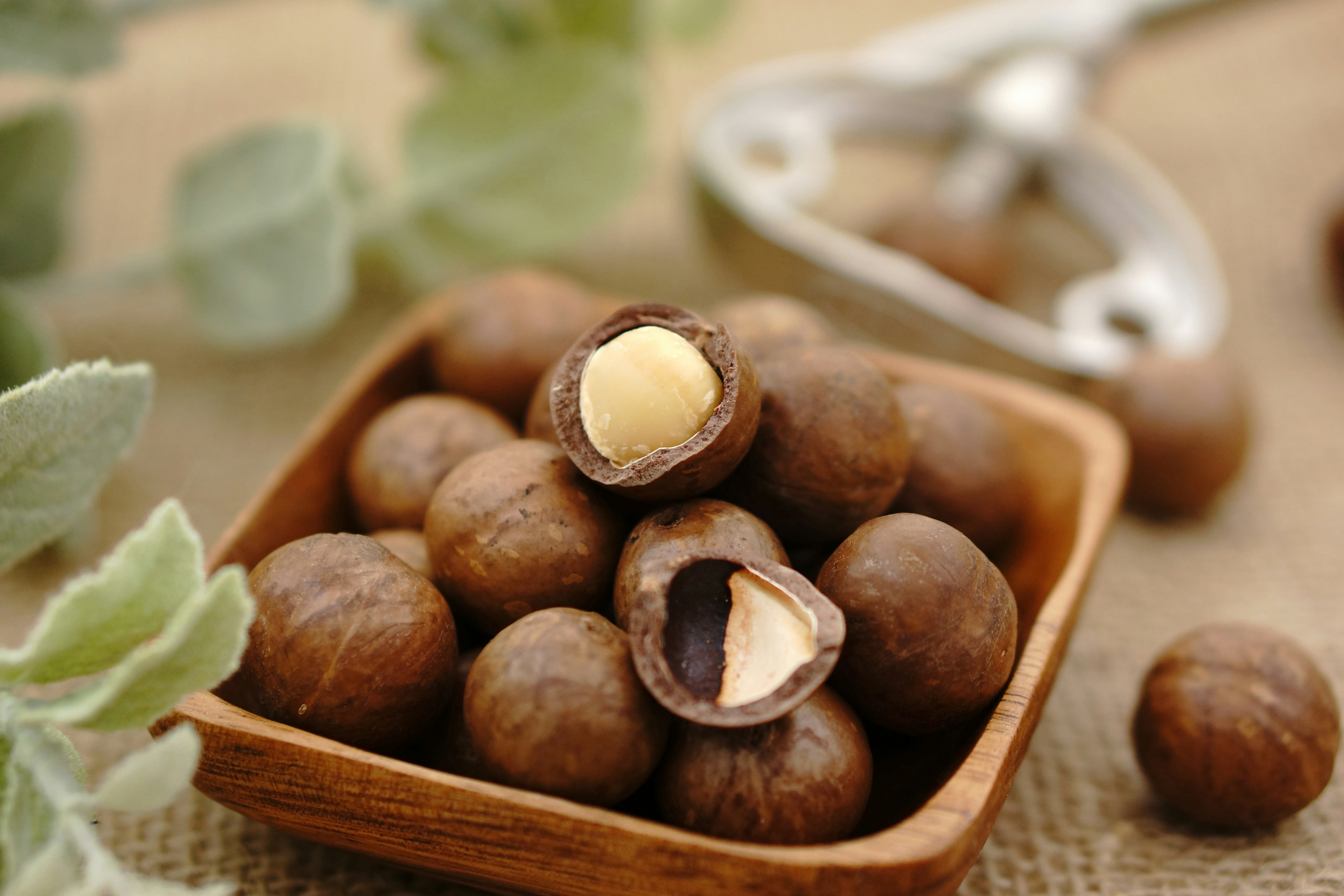 Bol de noix de macadamia avec une noix ouverte