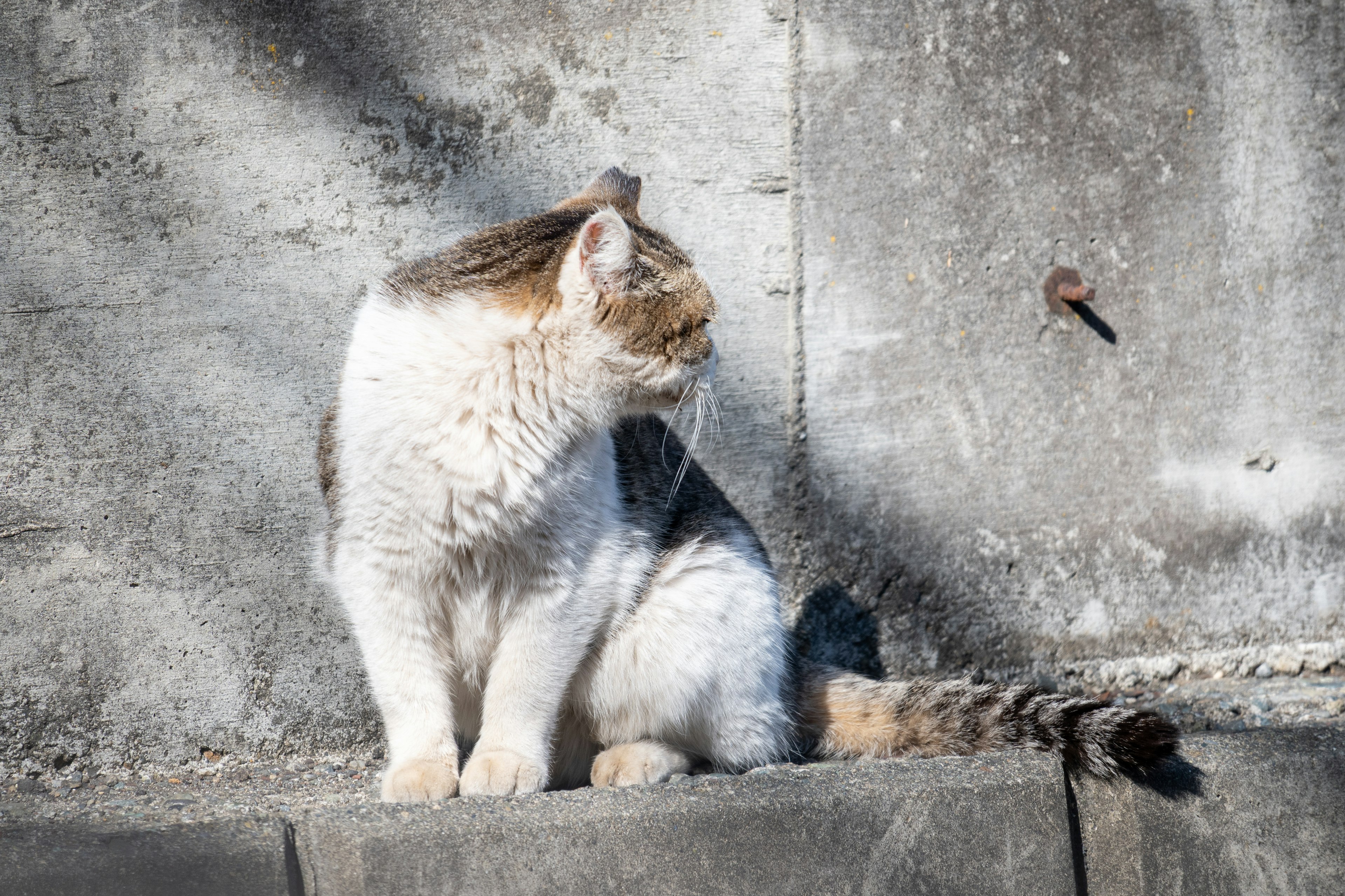 Seekor kucing putih dan coklat duduk di bawah sinar matahari di samping dinding