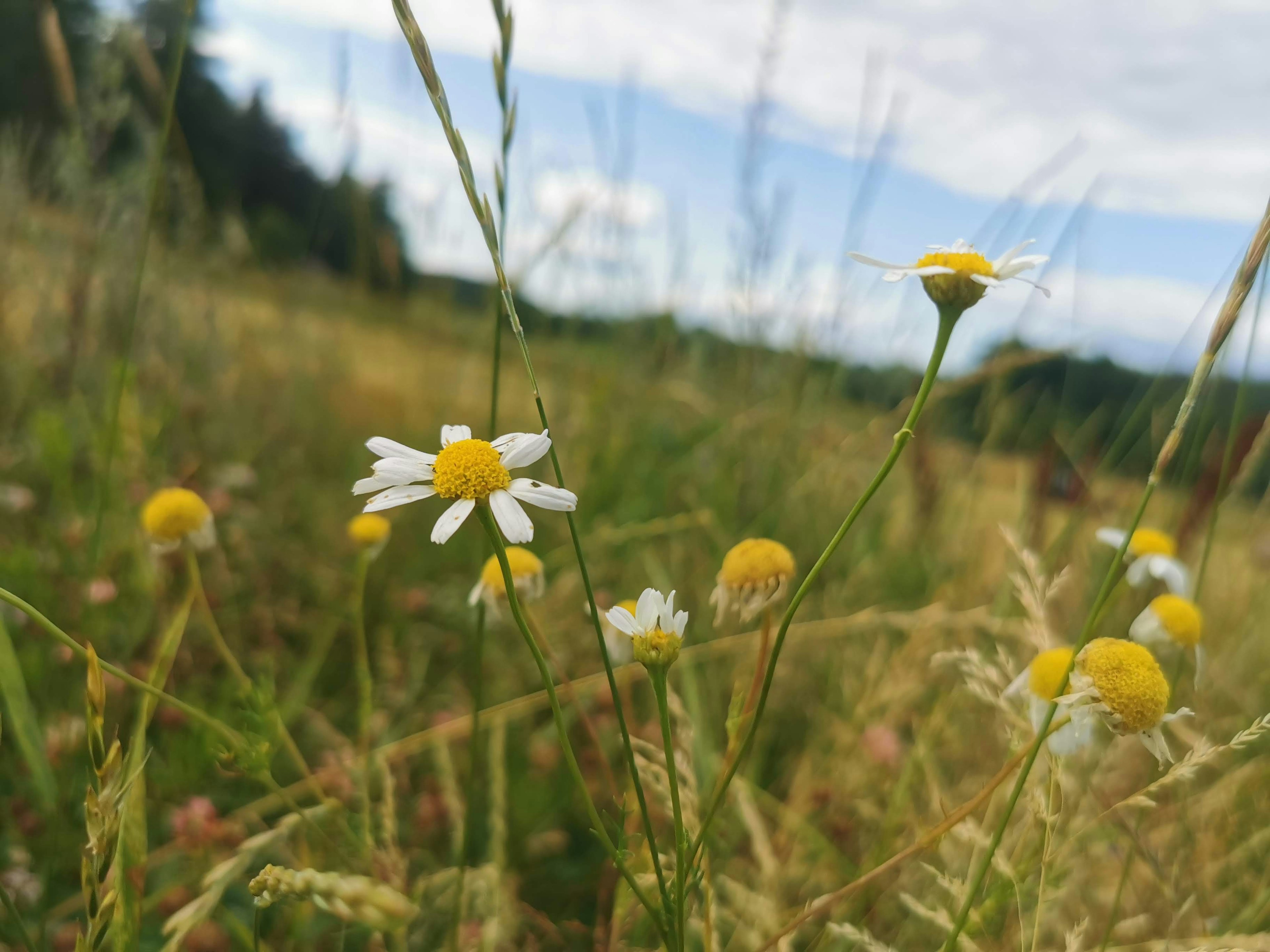 花が咲いている草原の近くの風景で、白と黄色の小さな花が目立つ