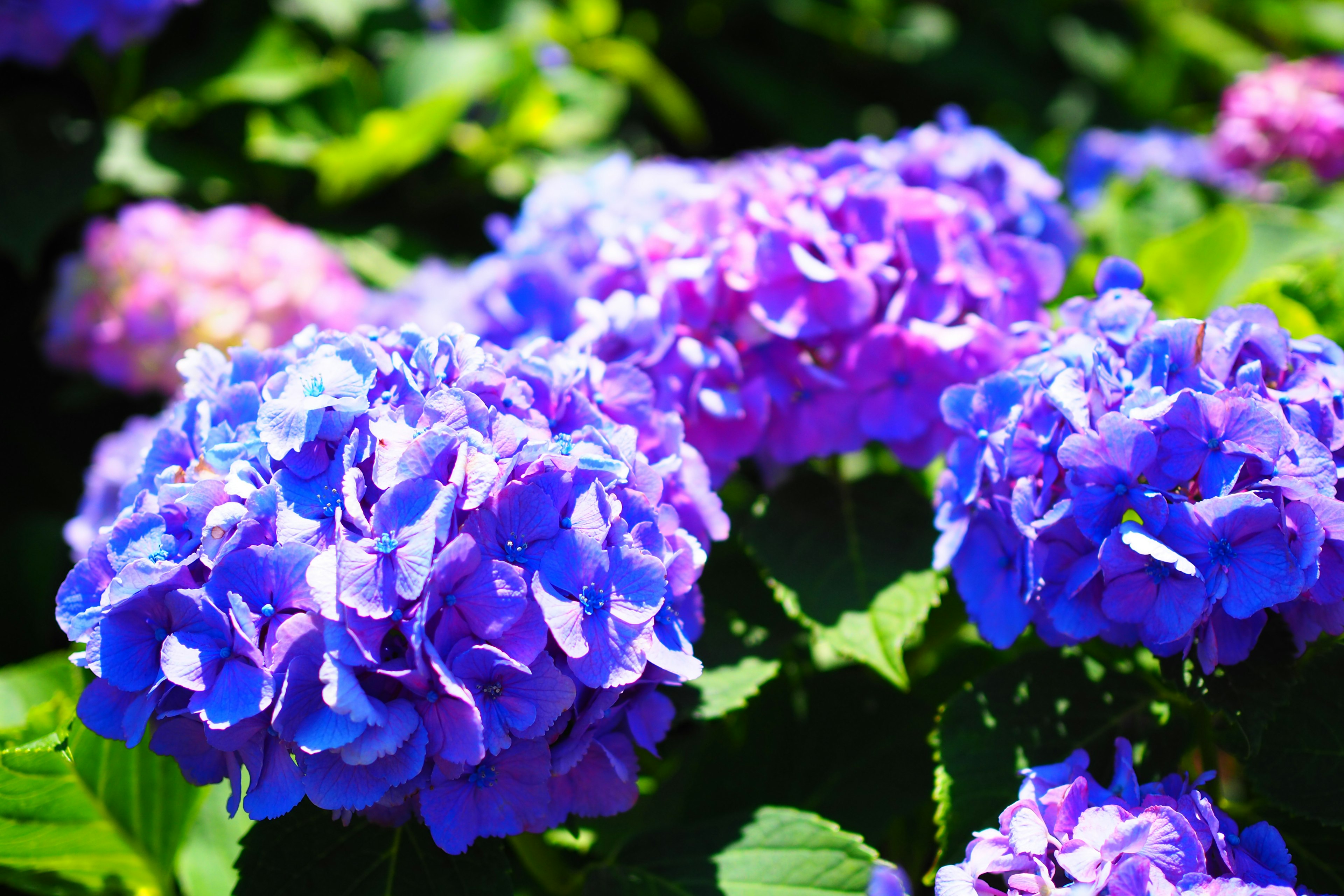 Fiori di ortensia blu e viola in un giardino