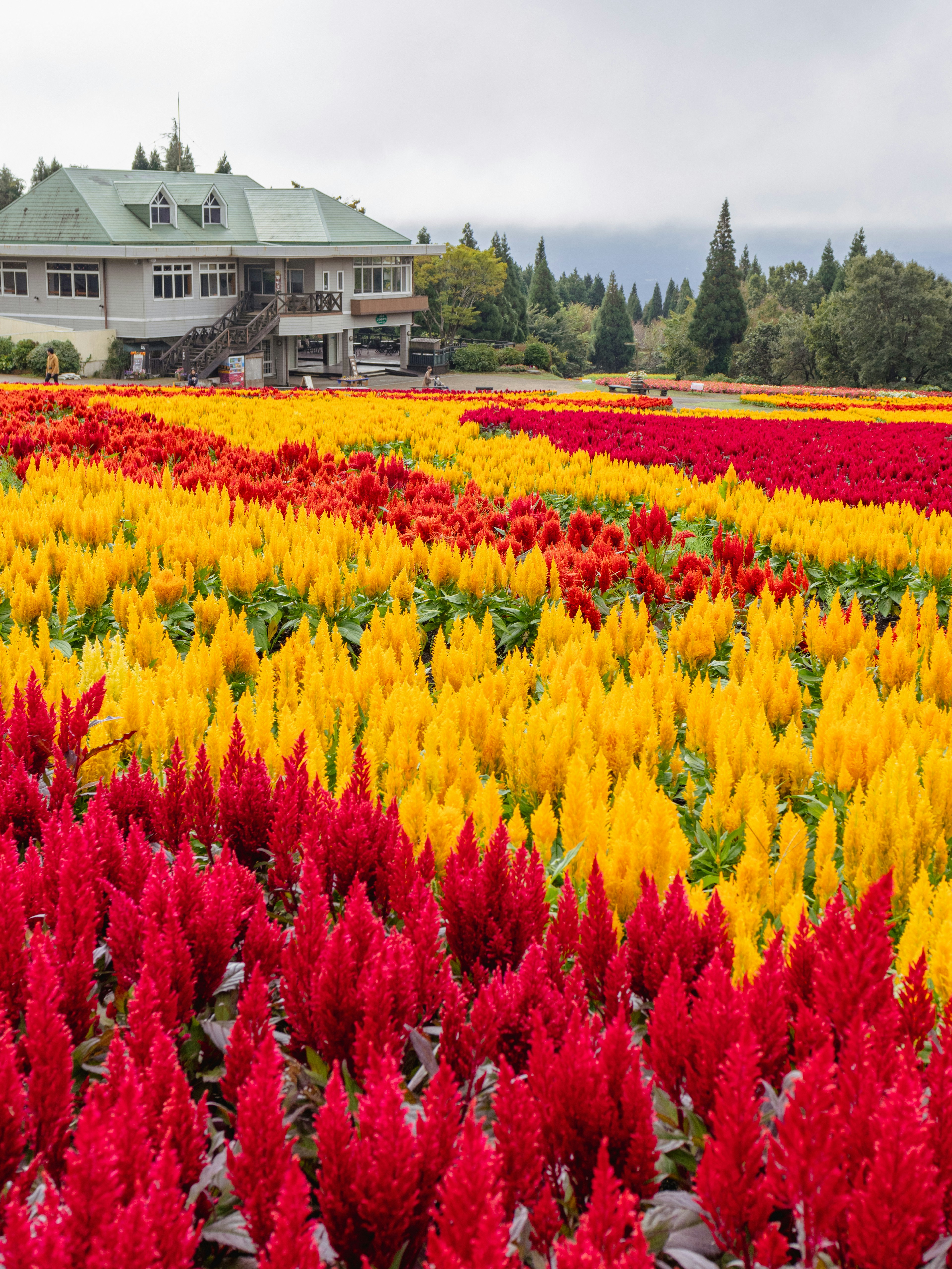 Campo de flores vibrantes con flores rojas y amarillas junto a una casa