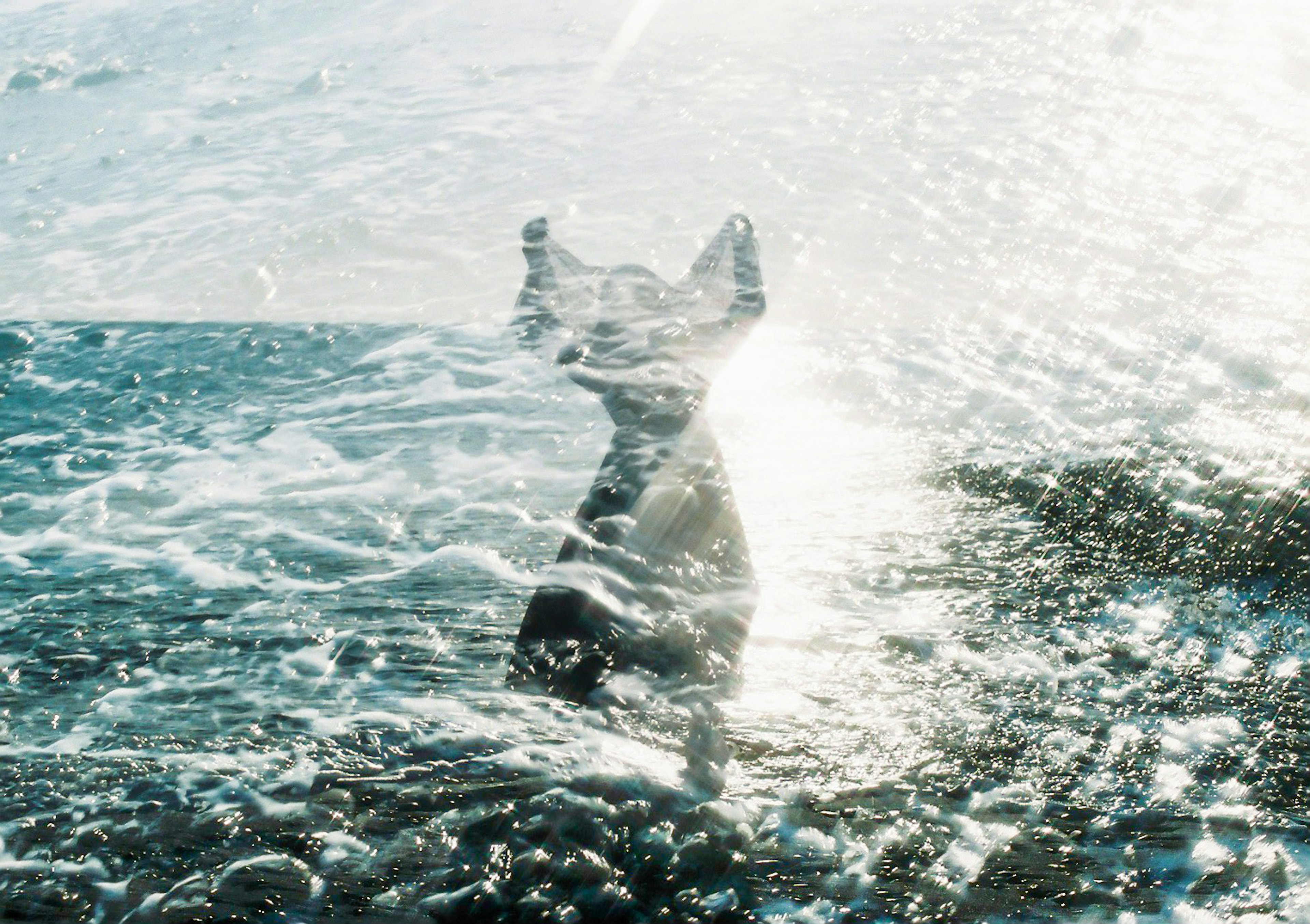 水の中で遊ぶ犬のシルエット