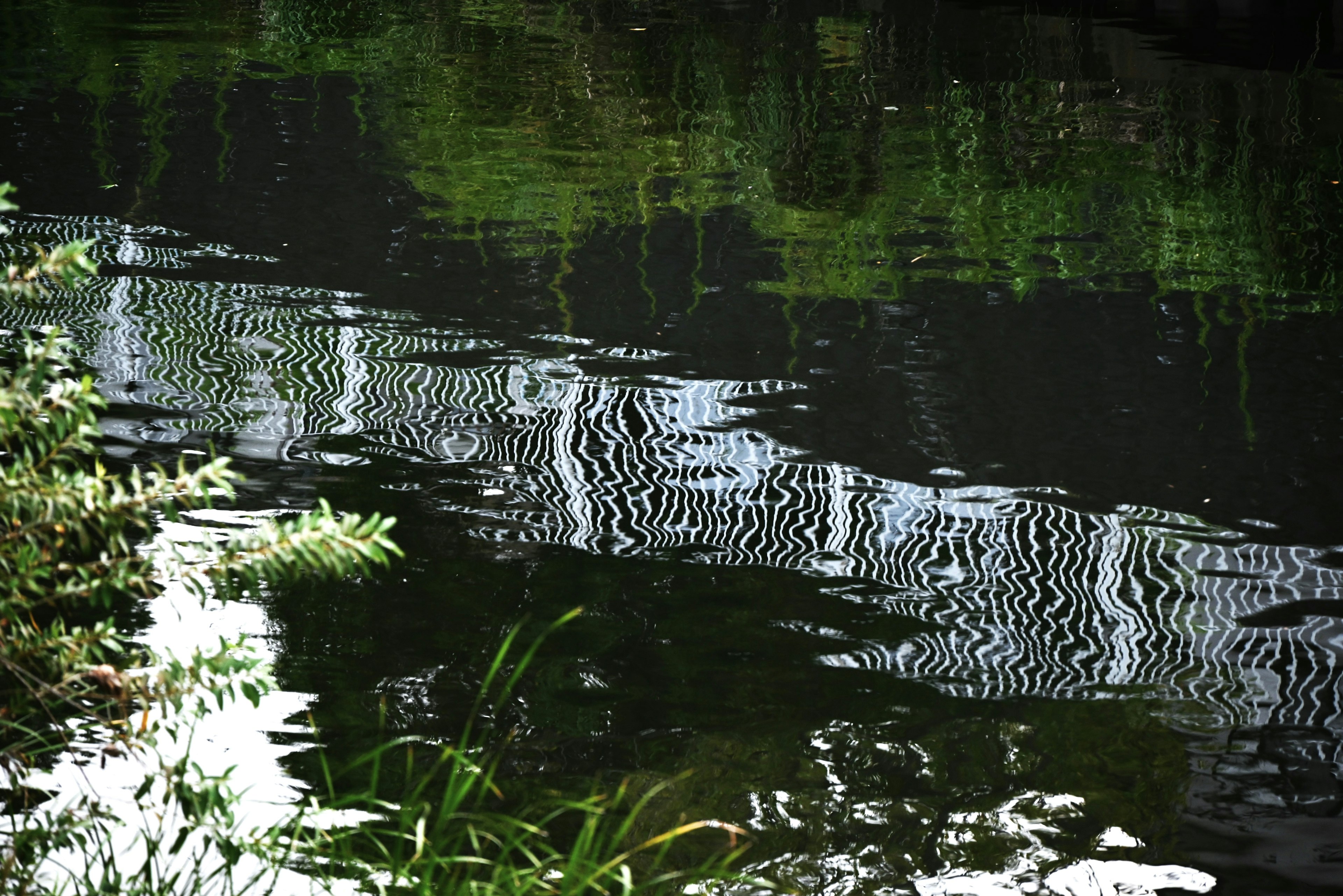 Scène de rivière sereine avec des reflets d'eau ondulants et un feuillage vert