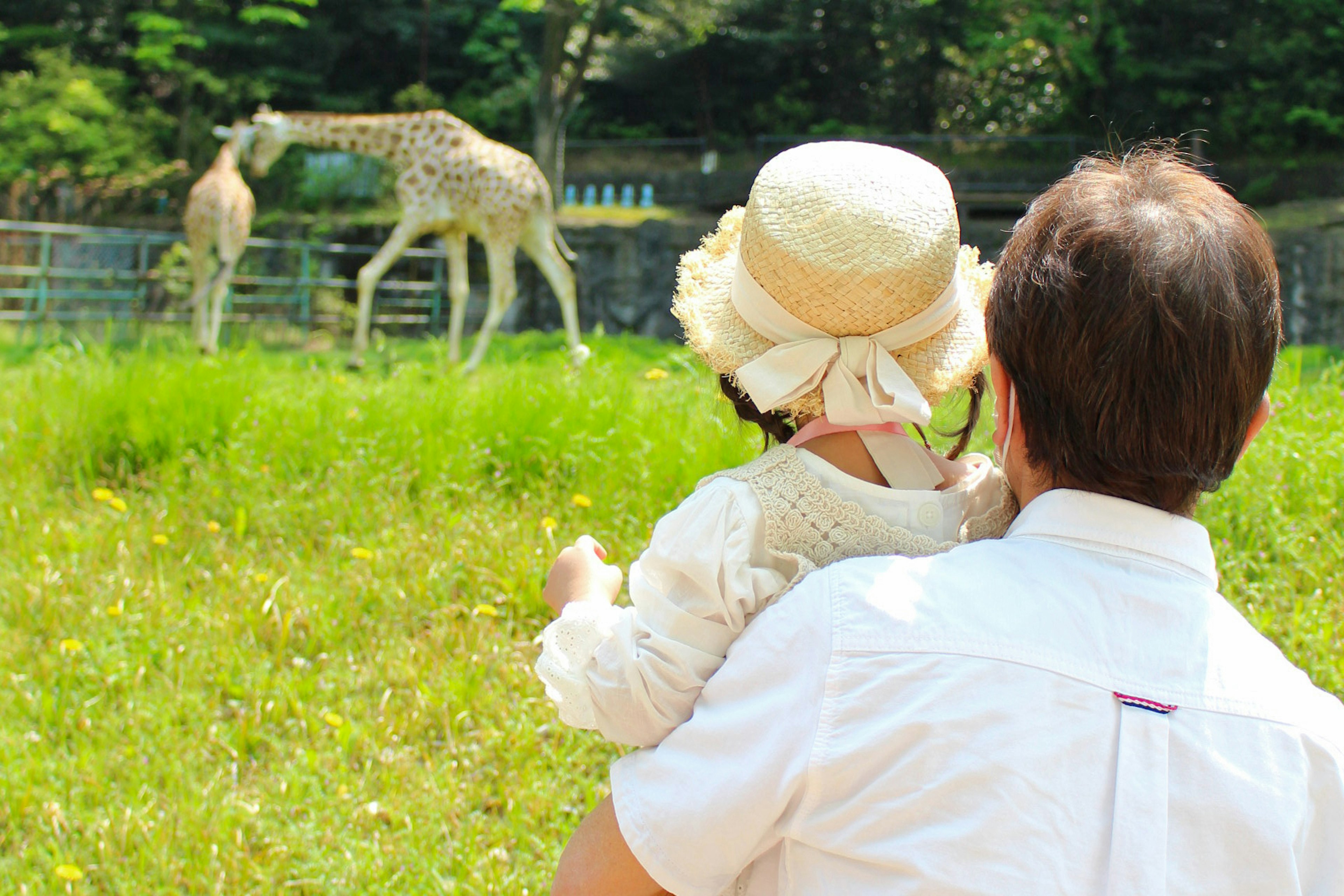 A father holding a child while watching giraffes in a grassy area