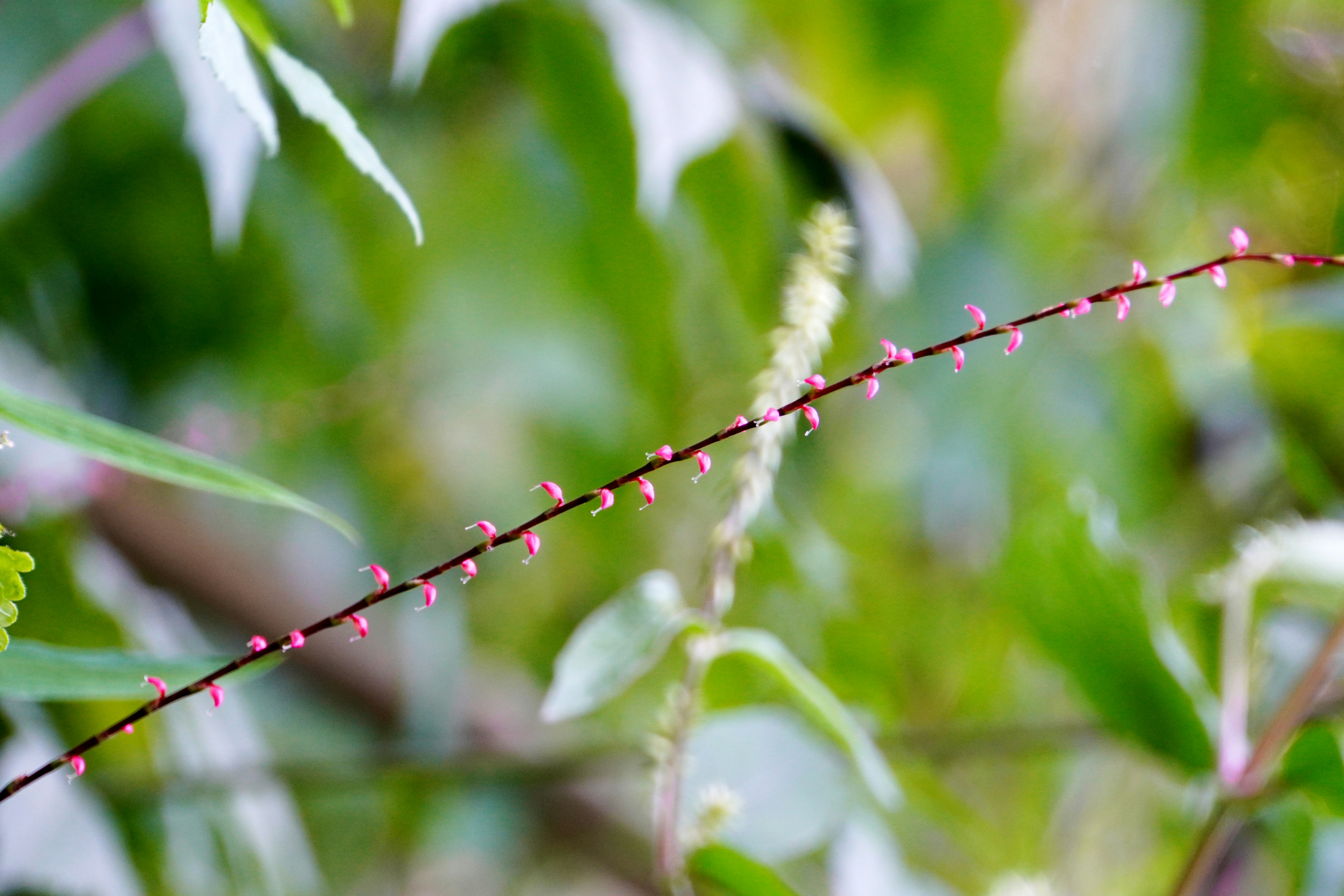 Plant with a slender red stem and small pink flowers against a green background