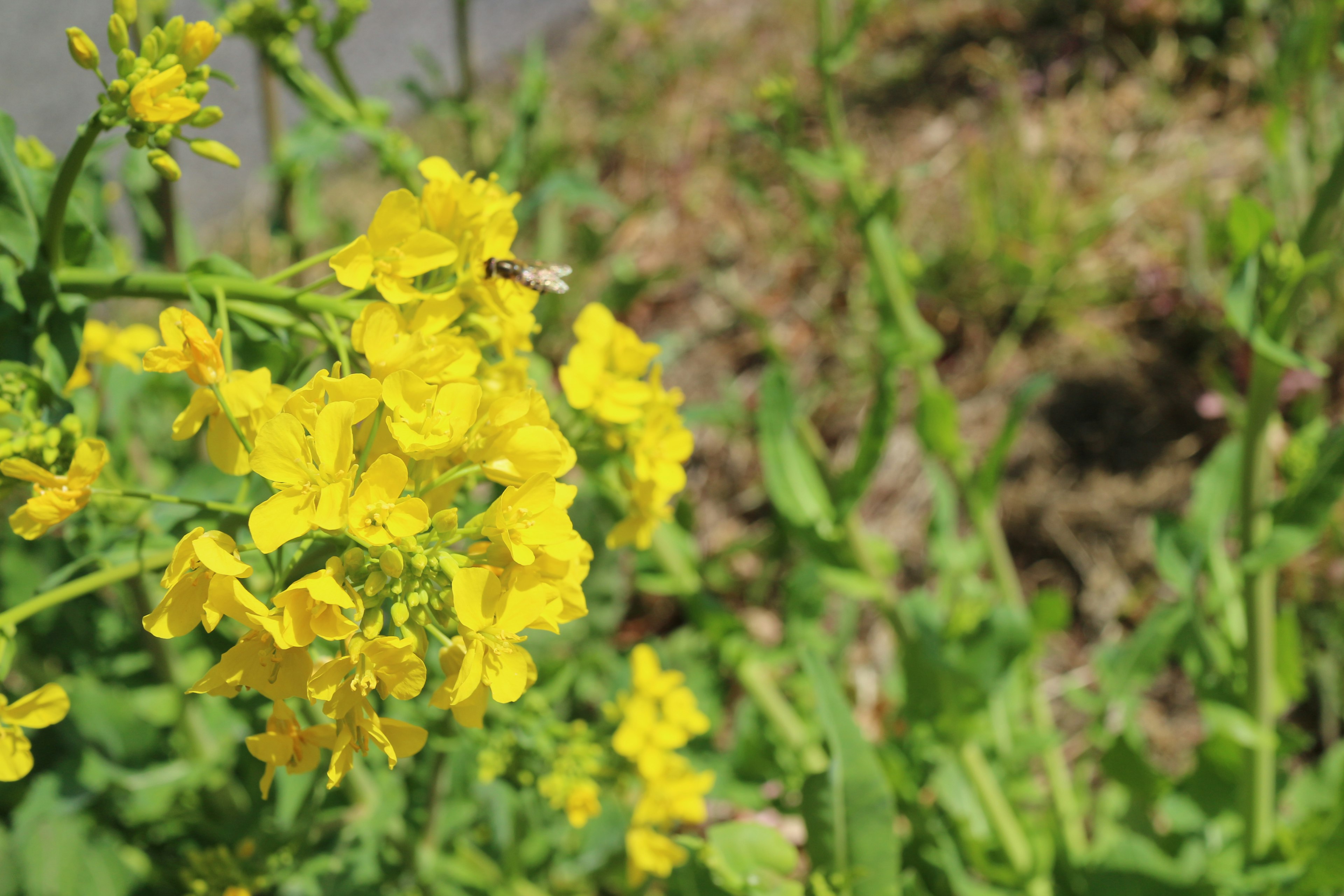 明るい黄色の花が咲いている植物のクローズアップ写真