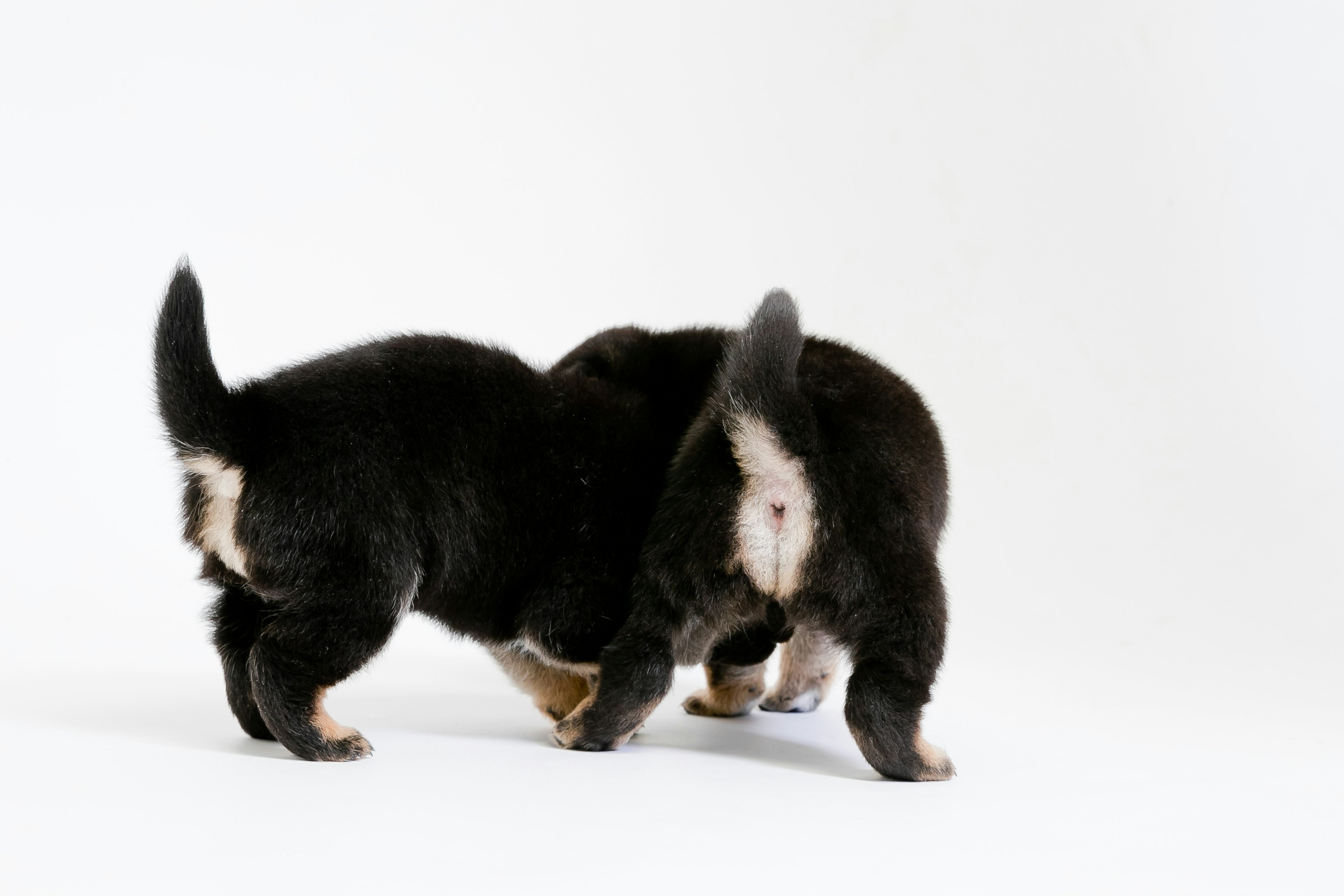 Due cuccioli neri che si fronteggiano