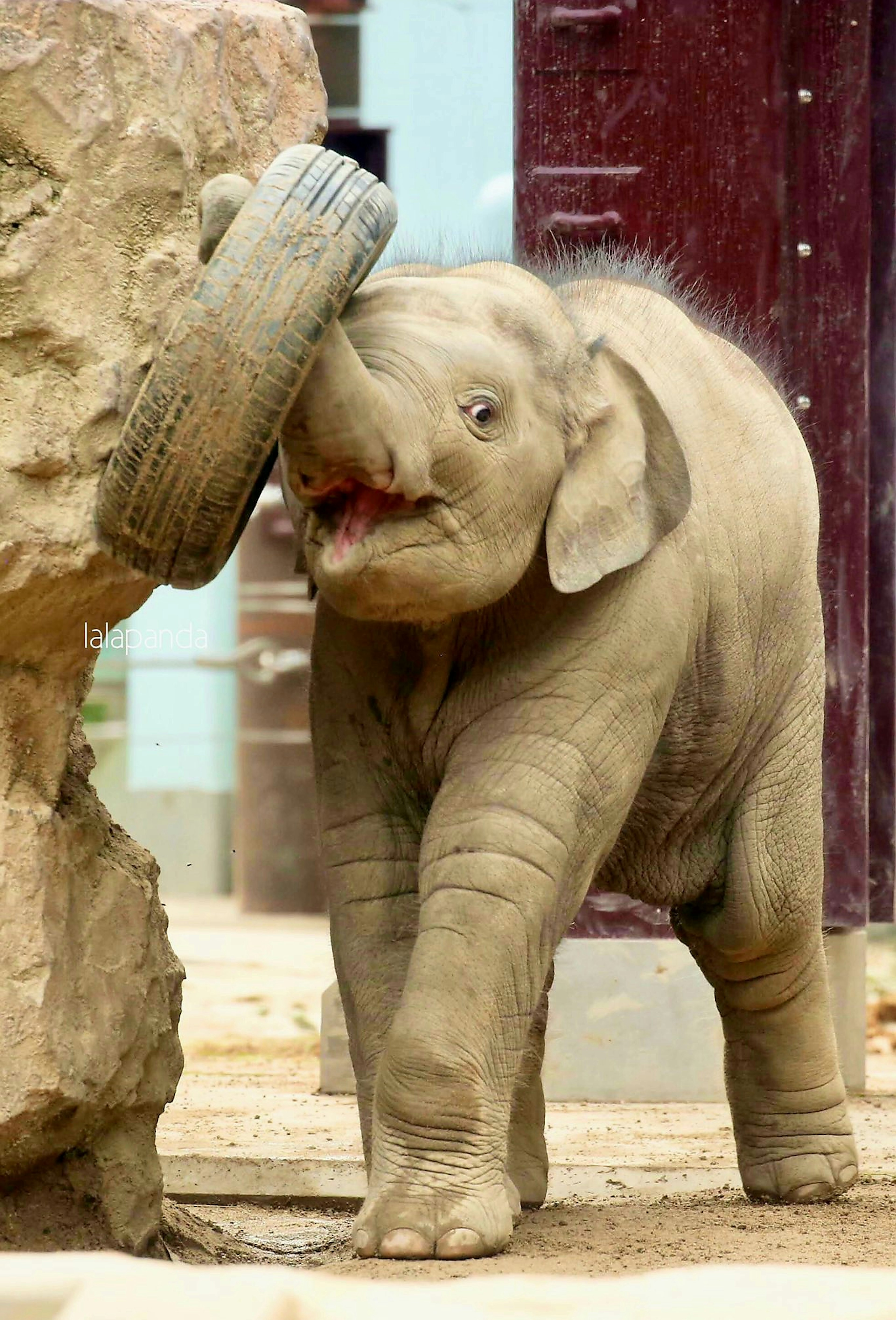 Giovane elefante che gioca con un pneumatico