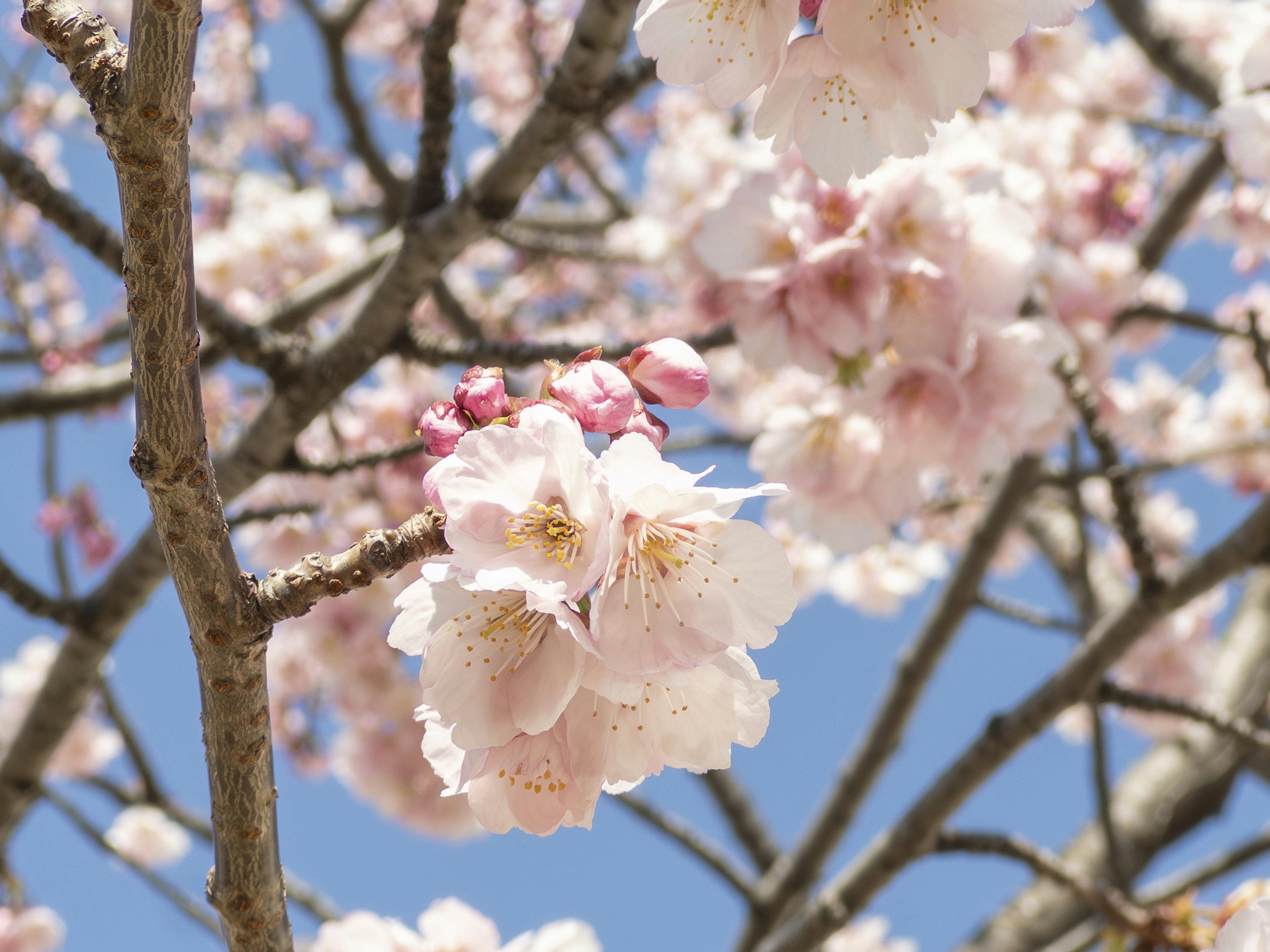 Nahaufnahme von Kirschblüten an einem Baum vor blauem Himmel