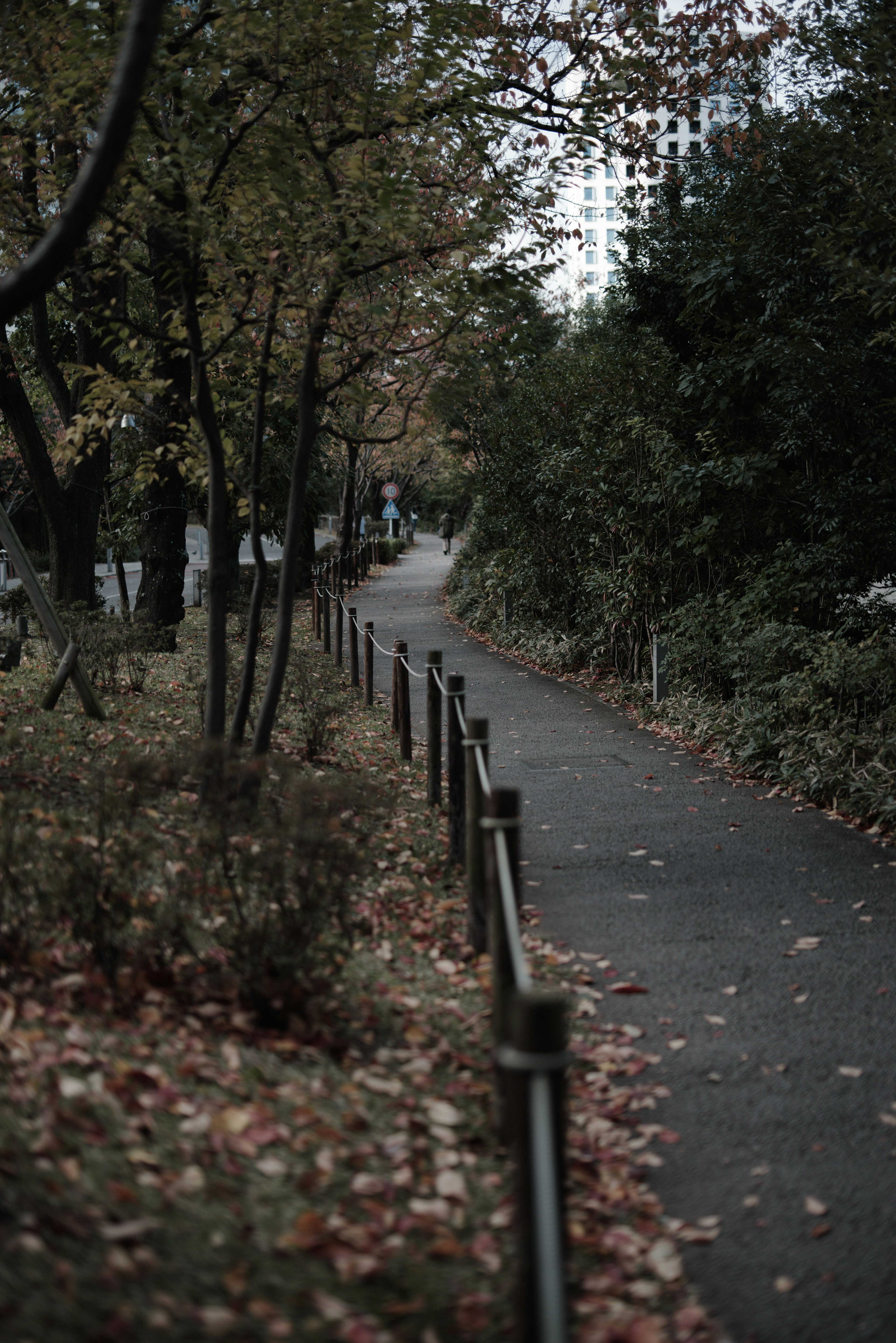 緑豊かな公園の小道と秋の葉