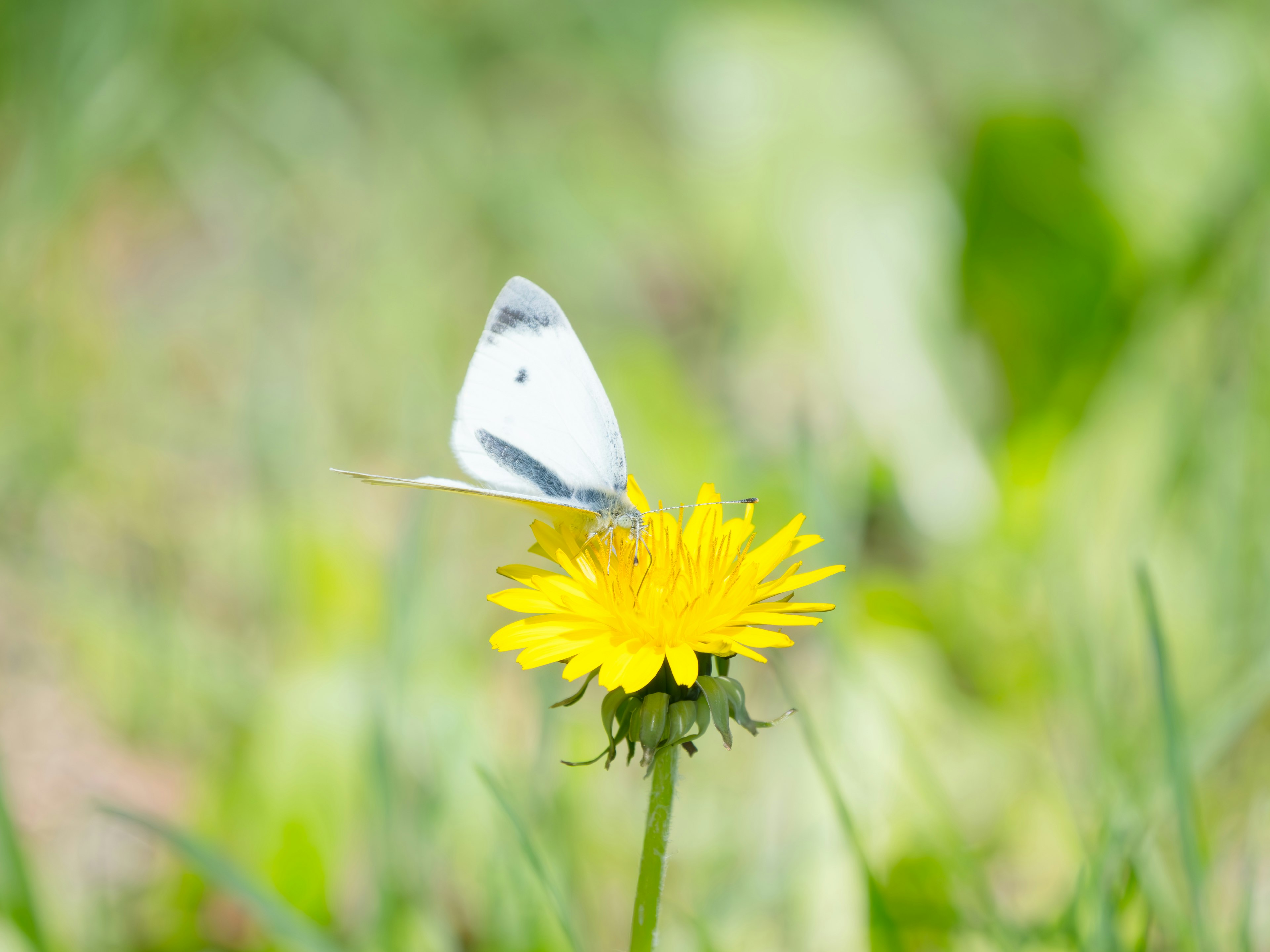 Un papillon blanc posé sur une fleur de pissenlit jaune